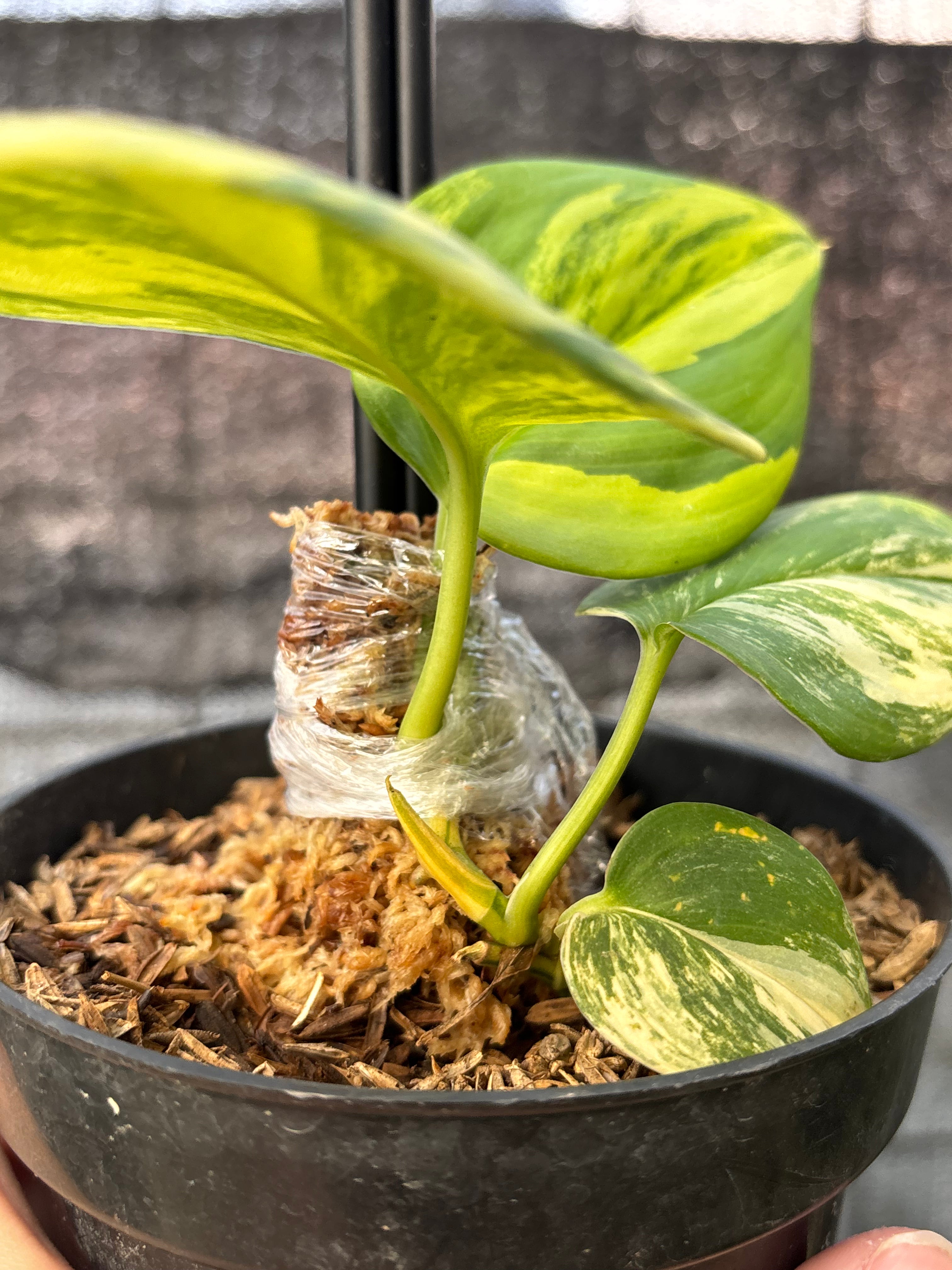 RP24-6 Scindapsus Rubicon