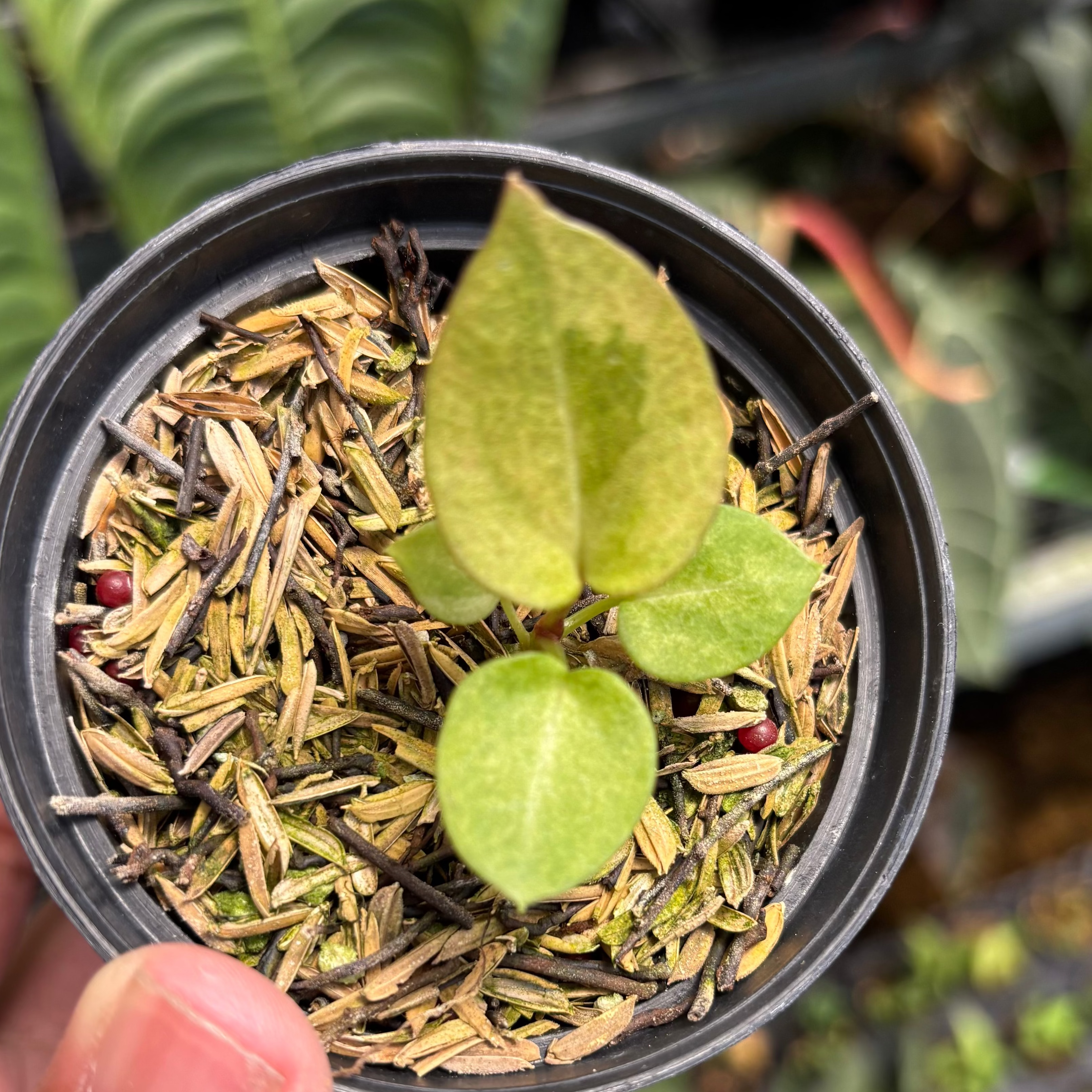 Anthurium Dark Handsom x Purple BVIT ZM