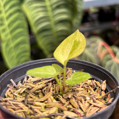 Anthurium Dark Handsom x Purple BVIT ZM
