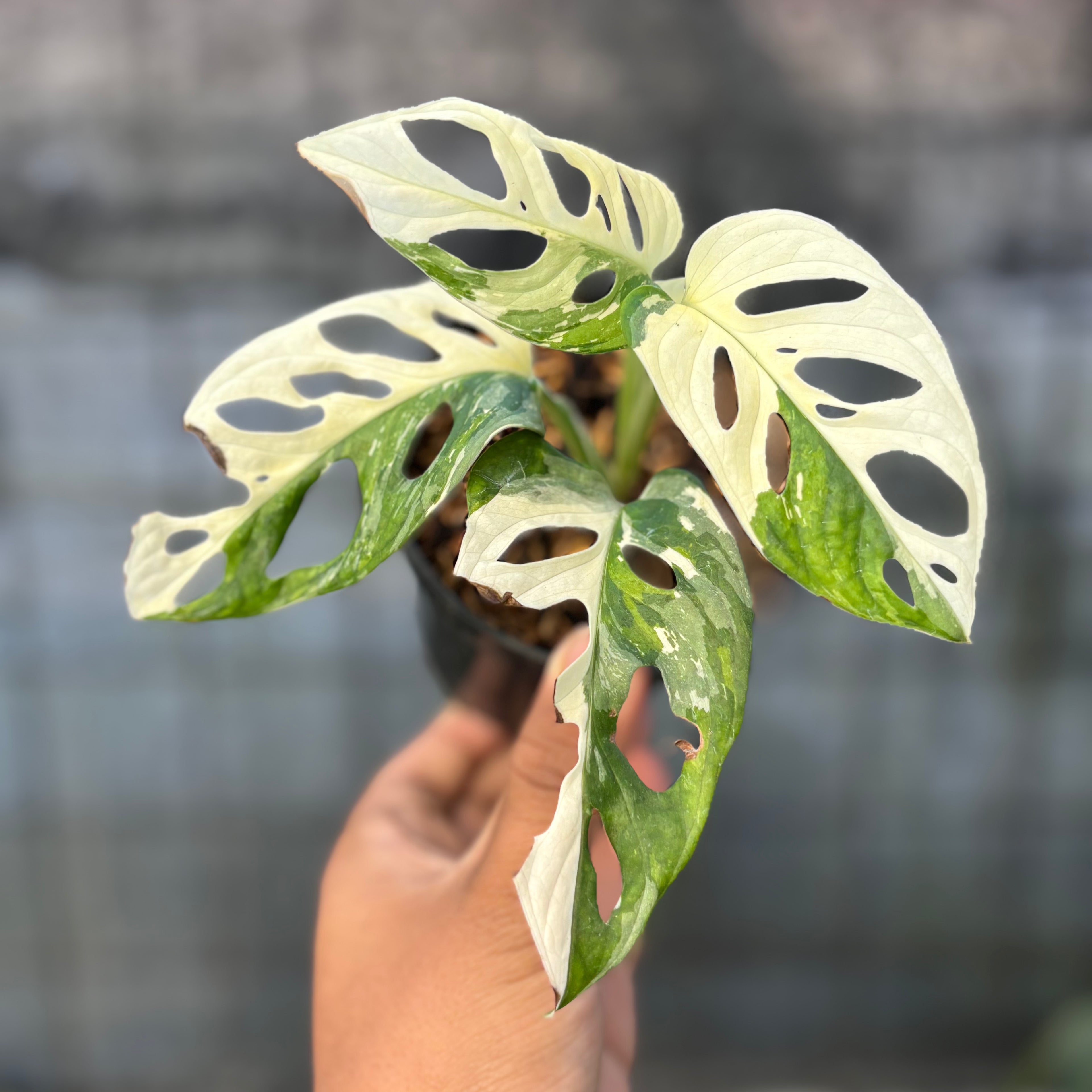 RP26-6 Monstera Adansoni Variegated