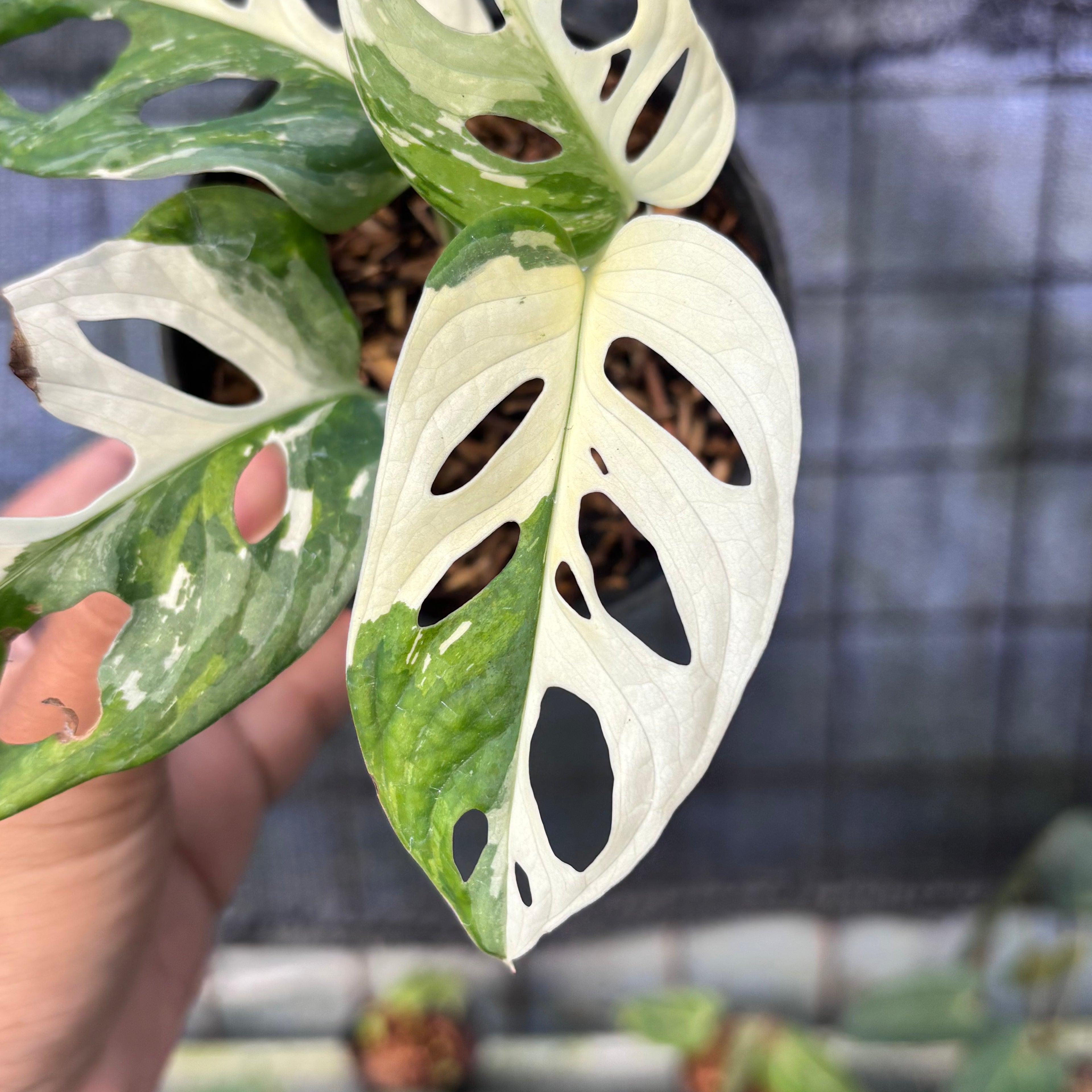RP26-6 Monstera Adansoni Variegated