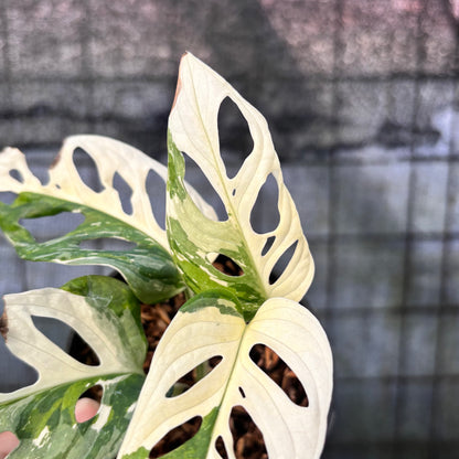 RP26-6 Monstera Adansoni Variegated