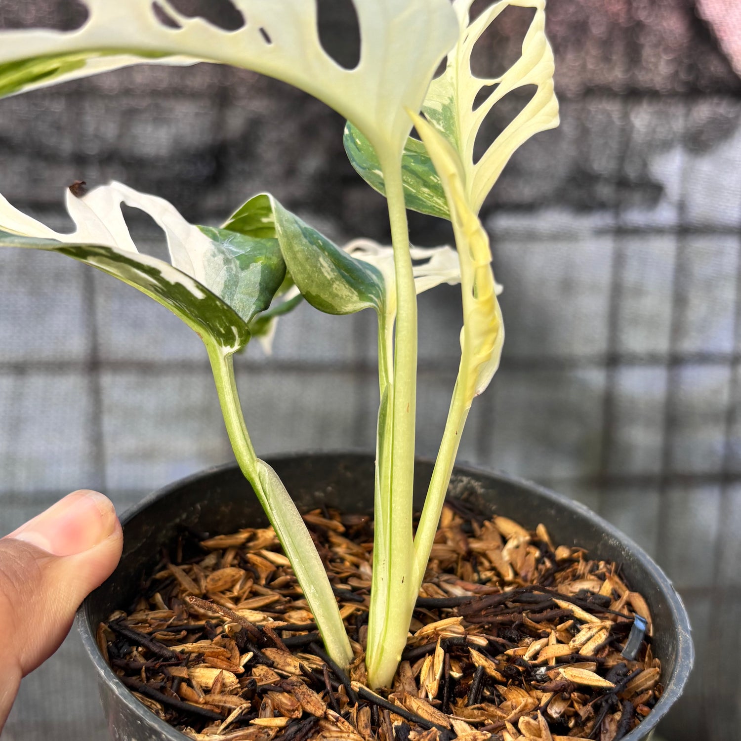 RP26-6 Monstera Adansoni Variegated