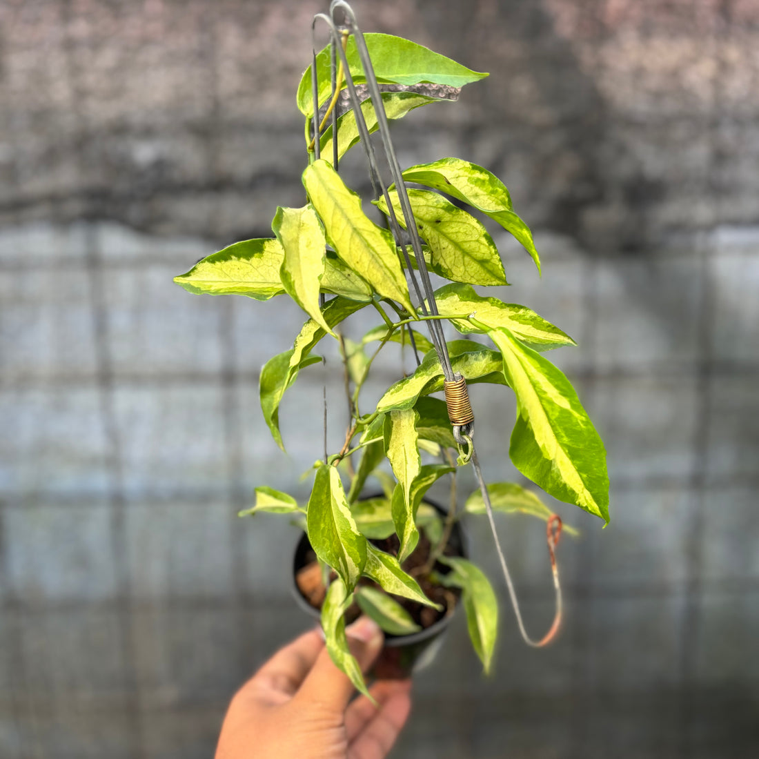 RP27-6 Hoya Kenejiana Variegated