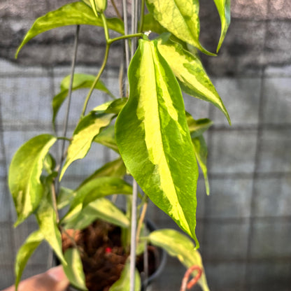 RP27-6 Hoya Kenejiana Variegated