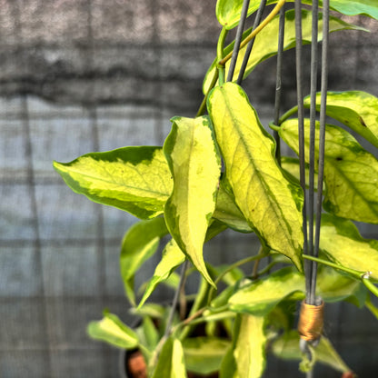 RP27-6 Hoya Kenejiana Variegated
