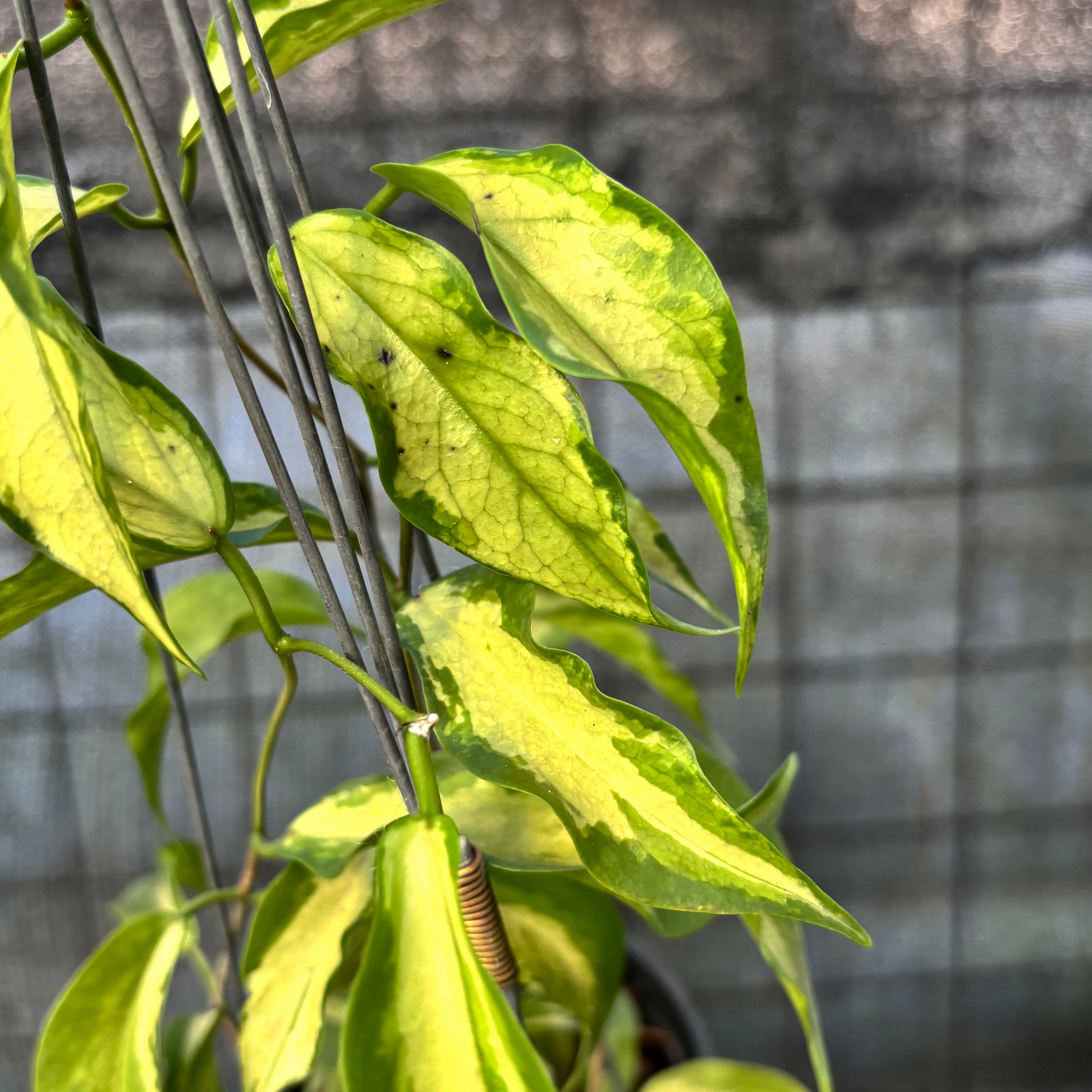 RP27-6 Hoya Kenejiana Variegated