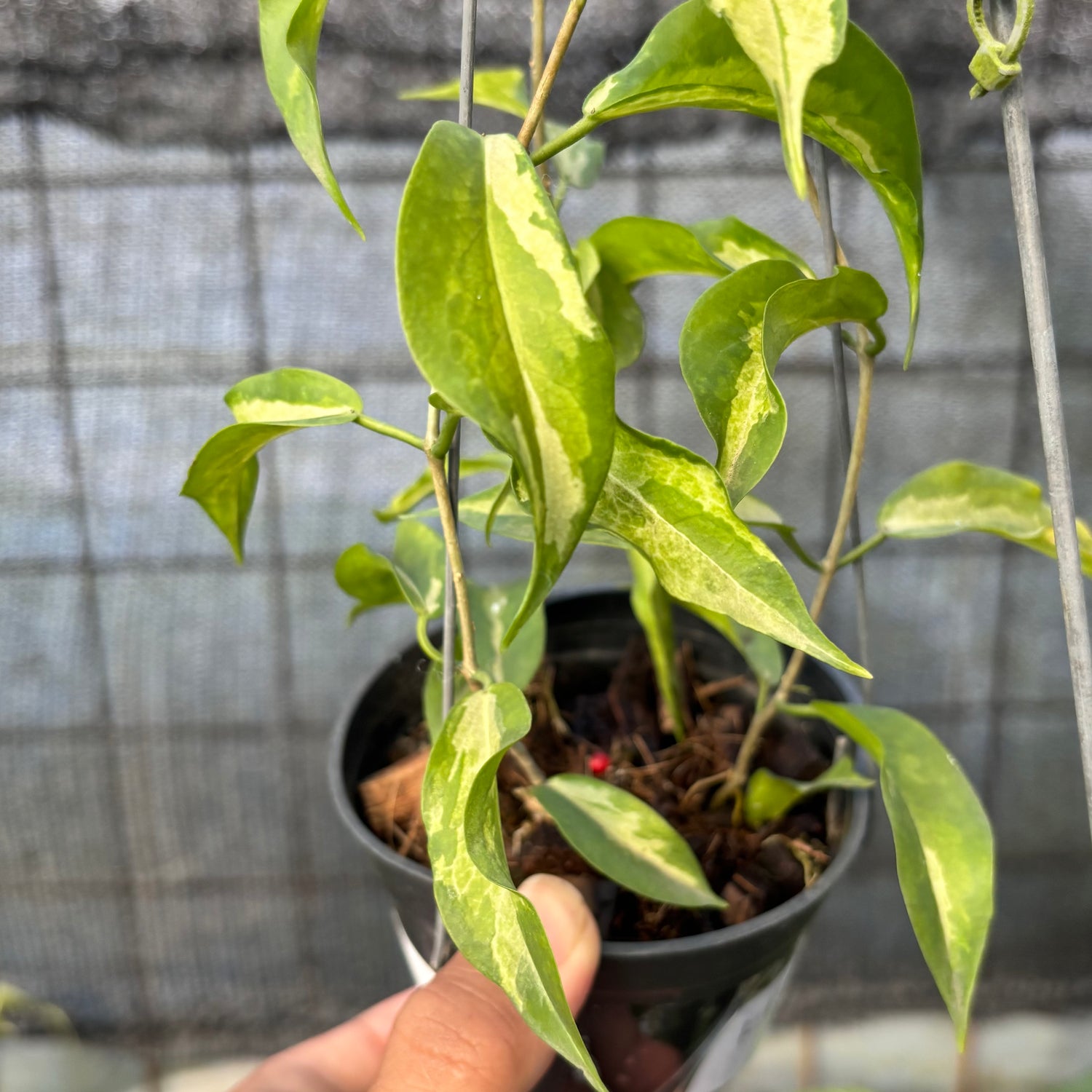 RP27-6 Hoya Kenejiana Variegated
