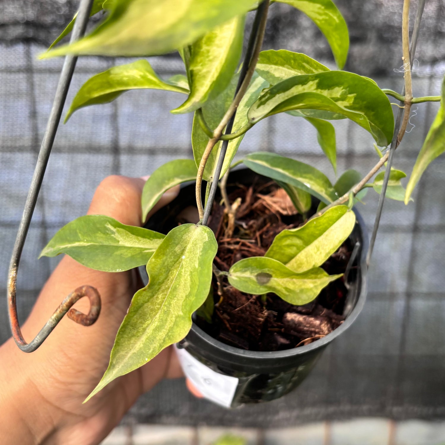 RP27-6 Hoya Kenejiana Variegated