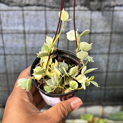 RP28-6 Hoya Curtisii Albomarginata "Tiara"
