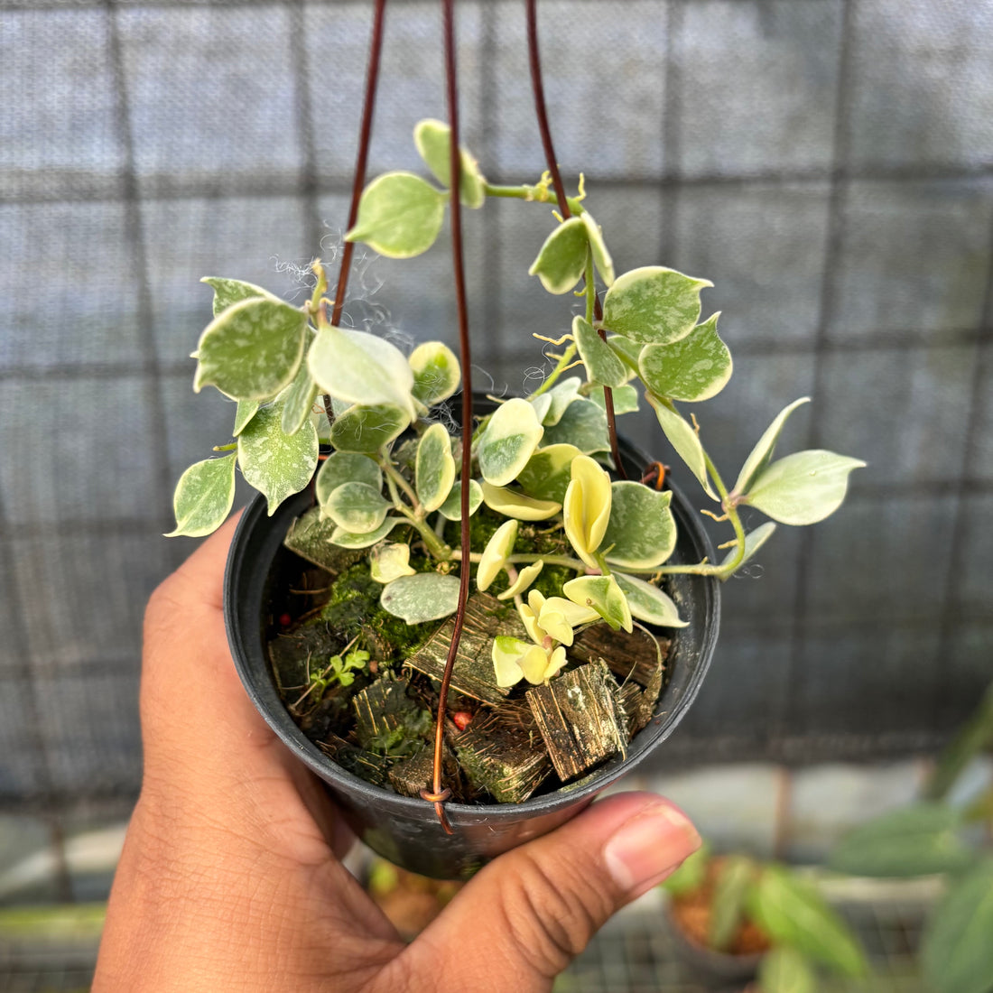 RP28-6 Hoya Curtisii Albomarginata "Tiara"