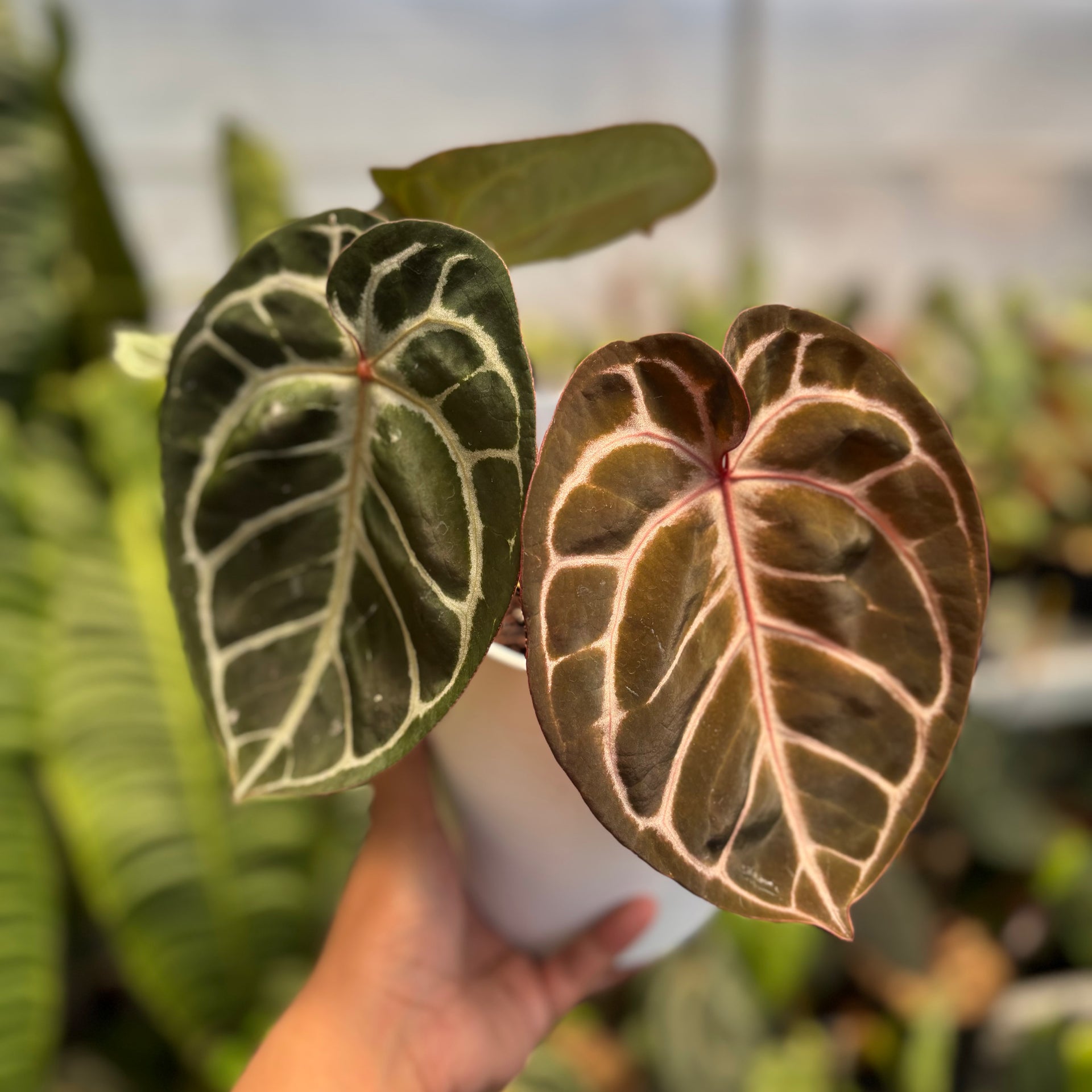 Anthurium Red Tiger – Greenspaces.id Anthurium Red Tiger – Greenspaces.id