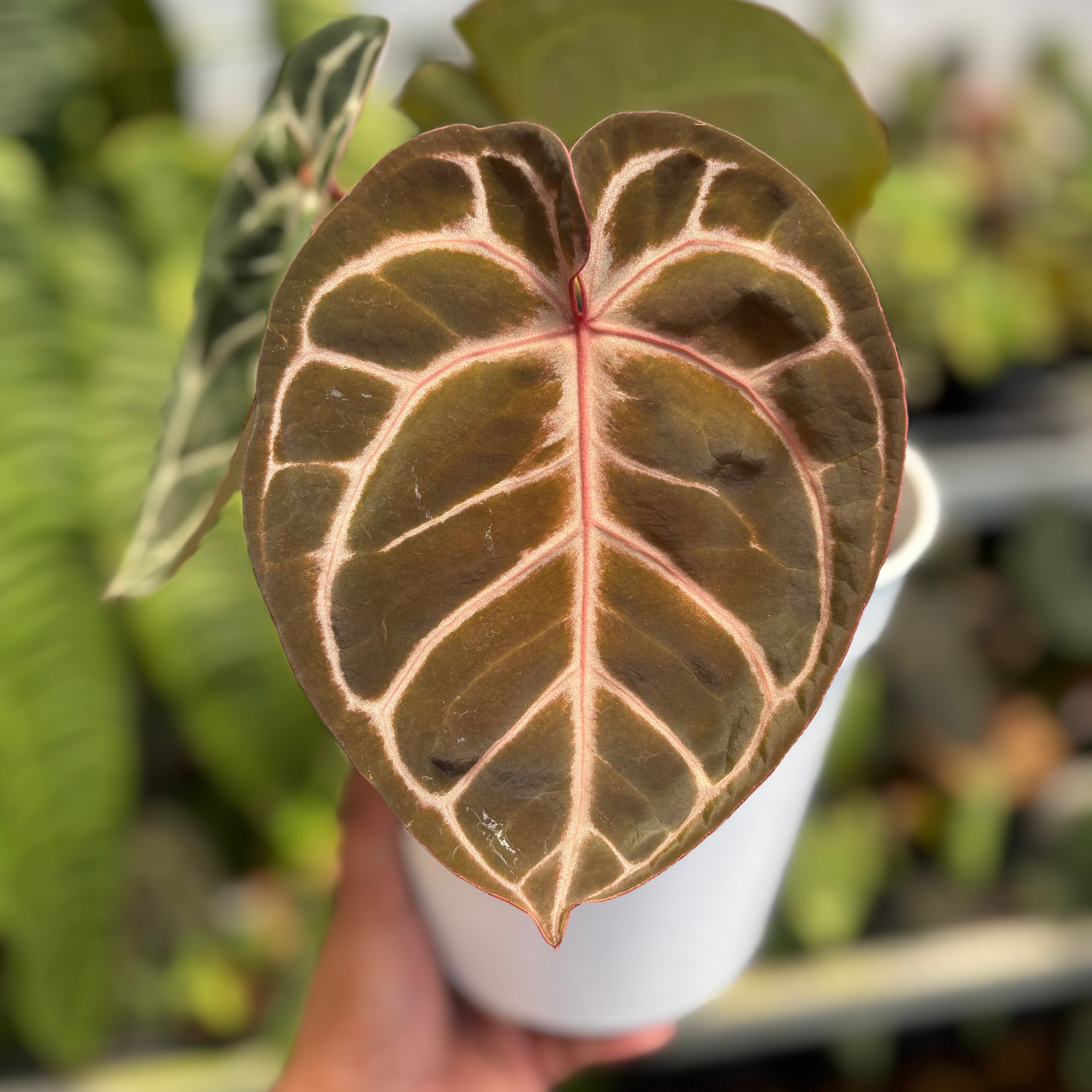 Anthurium Red Tiger