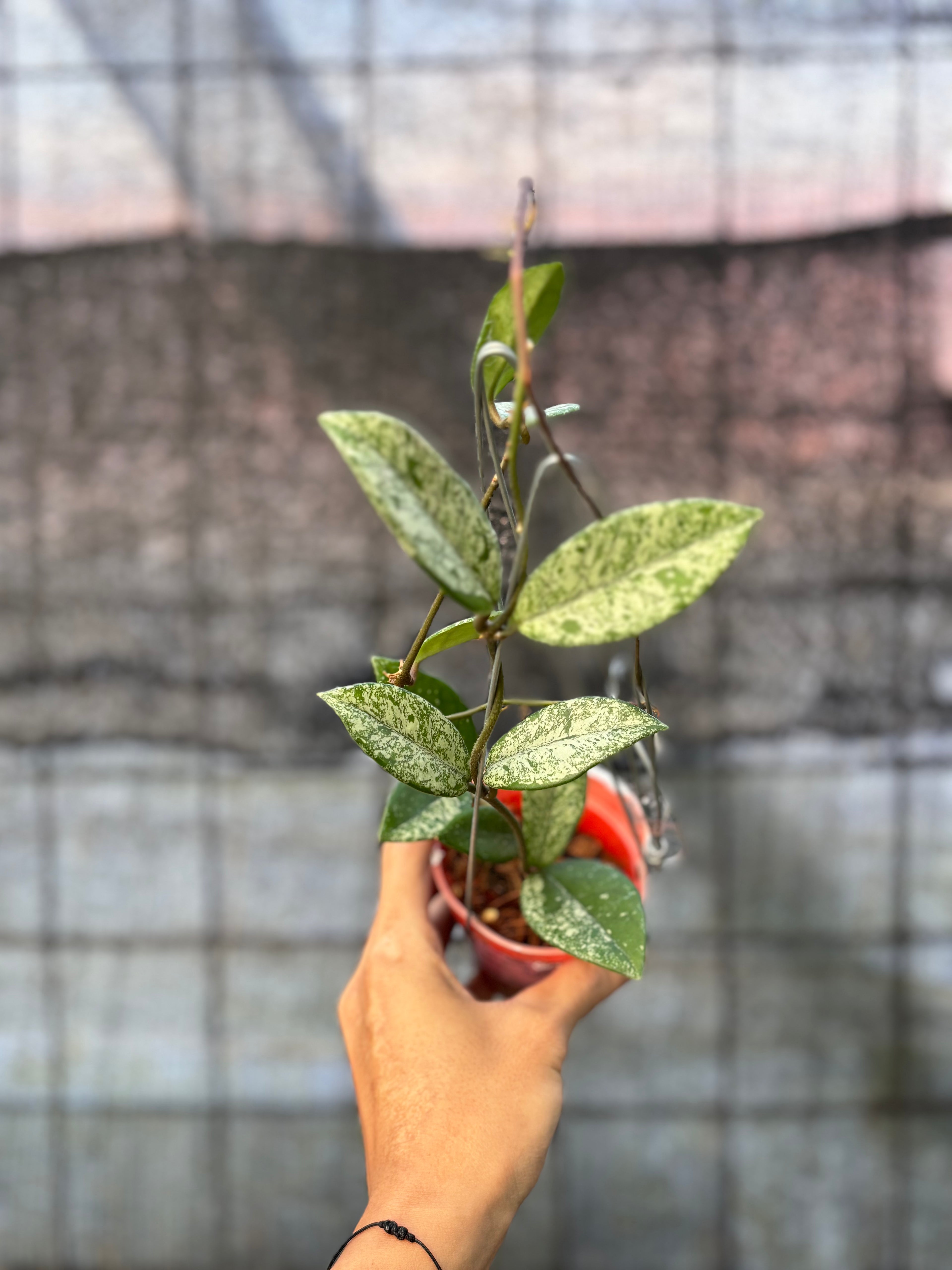 RP29-6 Hoya Carnosa Stardust