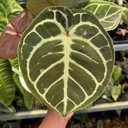 Anthurium Red Tiger