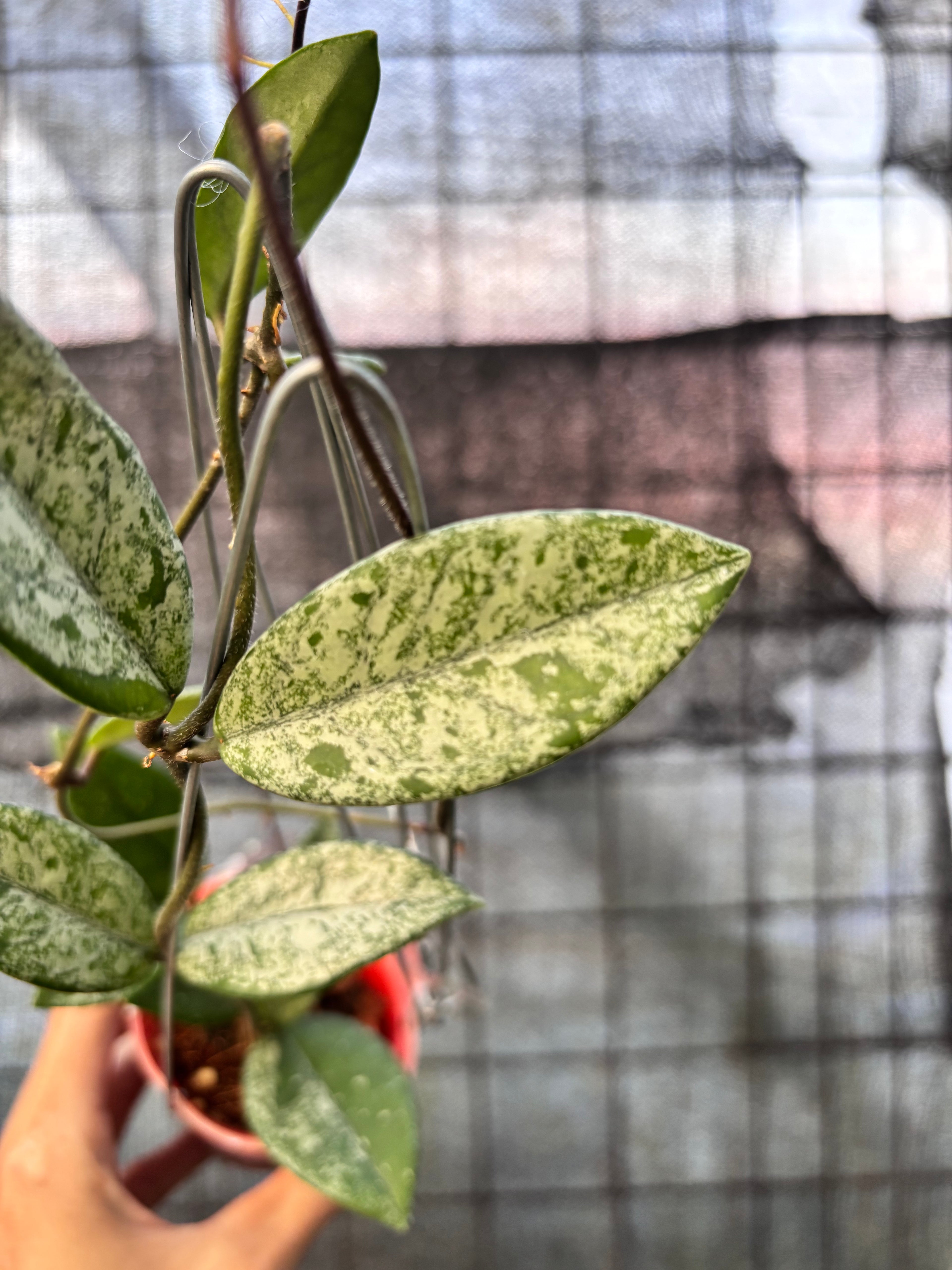 RP29-6 Hoya Carnosa Stardust
