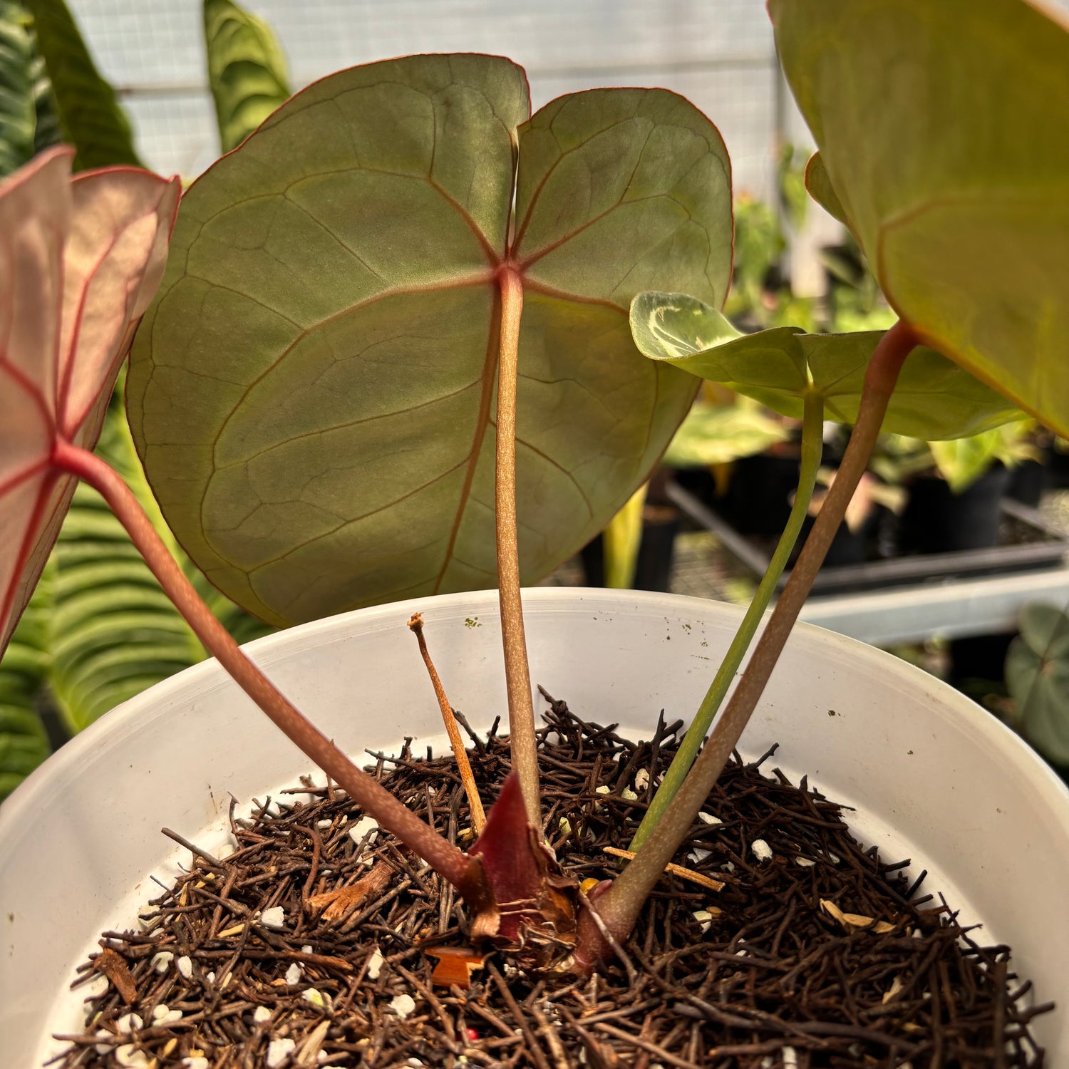 Anthurium Red Tiger – Greenspaces.id Anthurium Red Tiger – Greenspaces.id