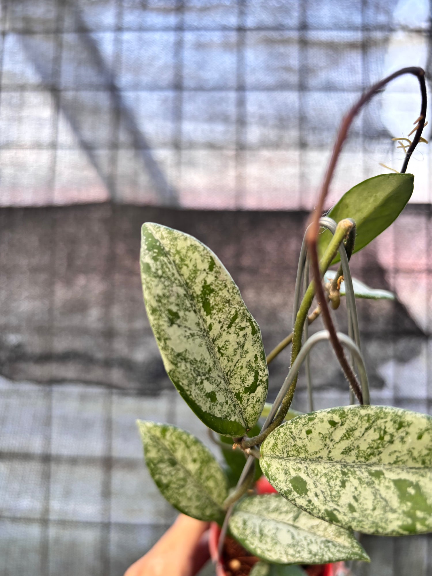 RP29-6 Hoya Carnosa Stardust