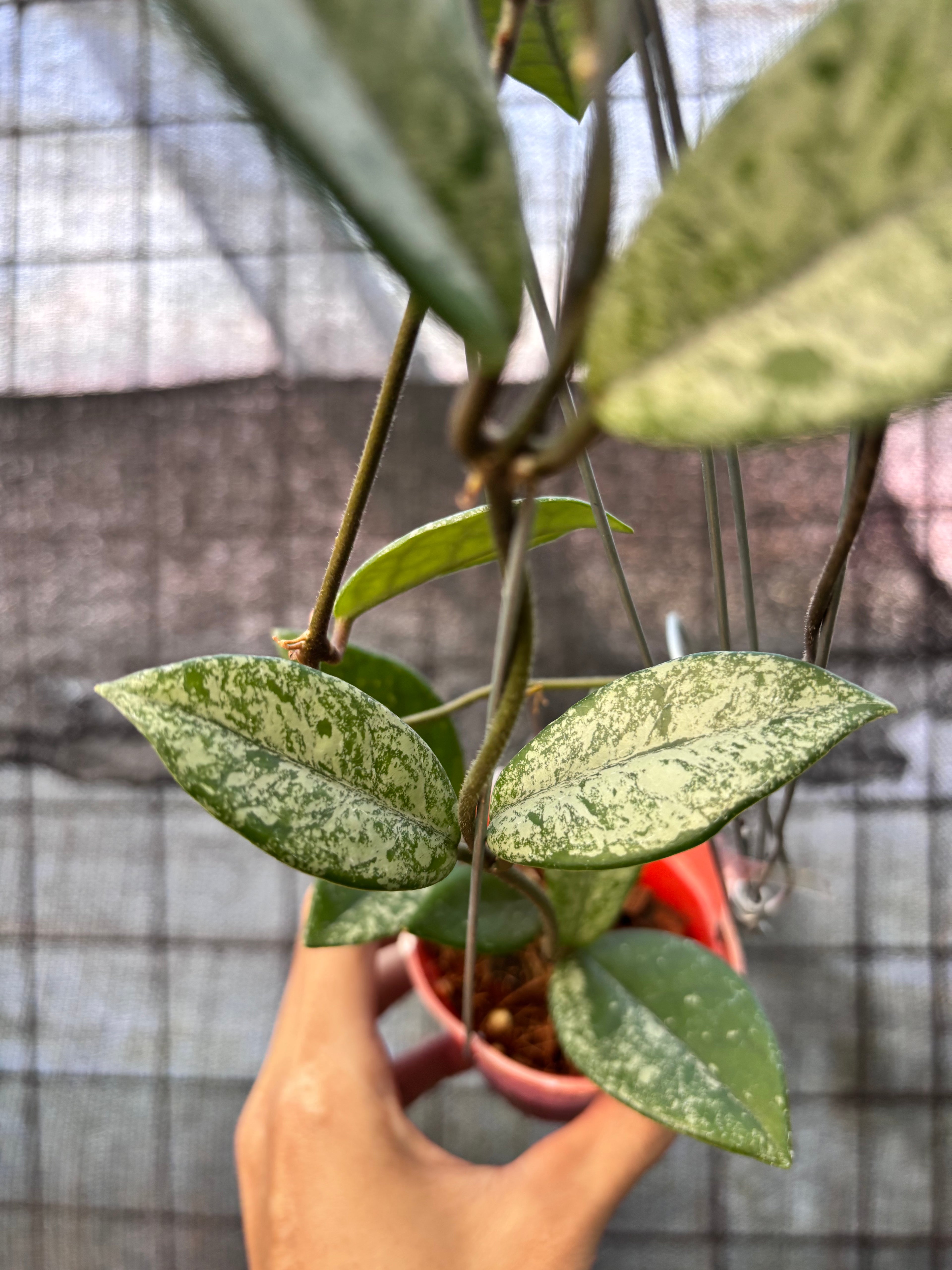 RP29-6 Hoya Carnosa Stardust