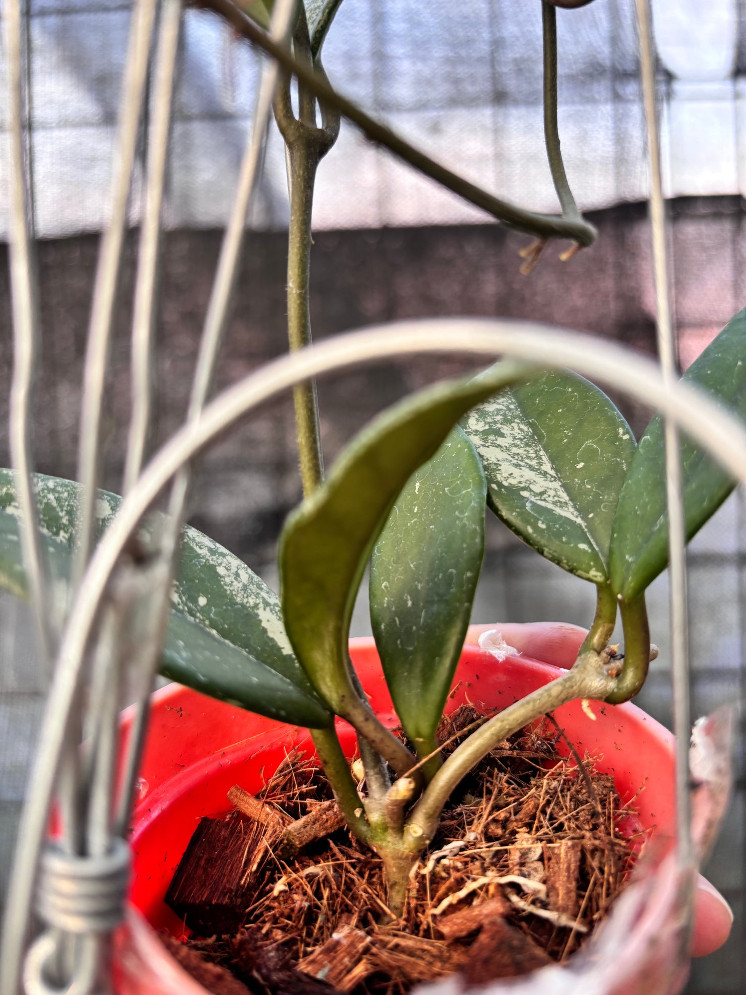RP29-6 Hoya Carnosa Stardust