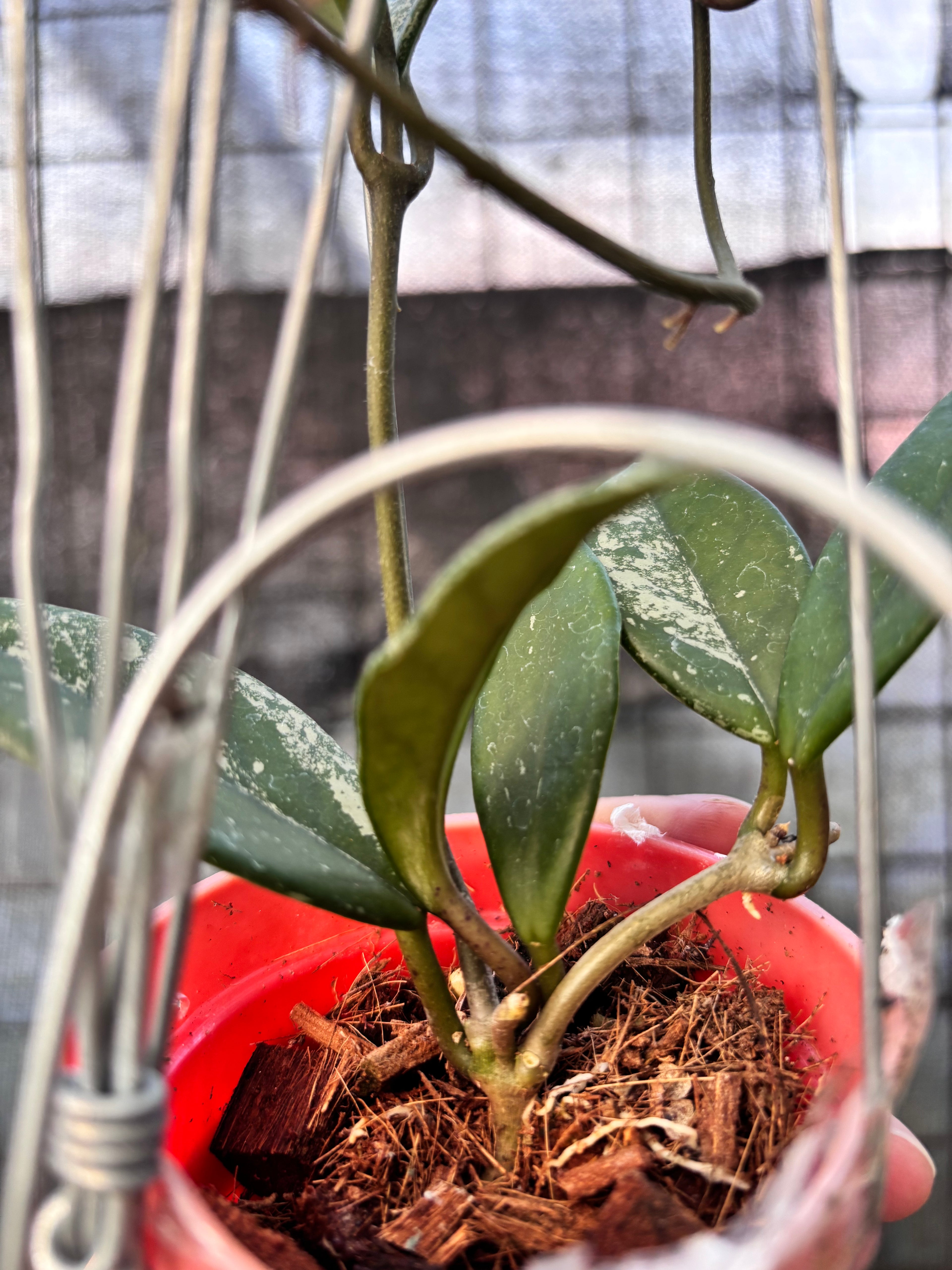 RP29-6 Hoya Carnosa Stardust
