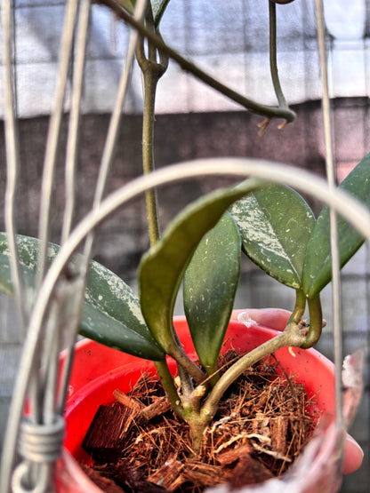 RP29-6 Hoya Carnosa Stardust