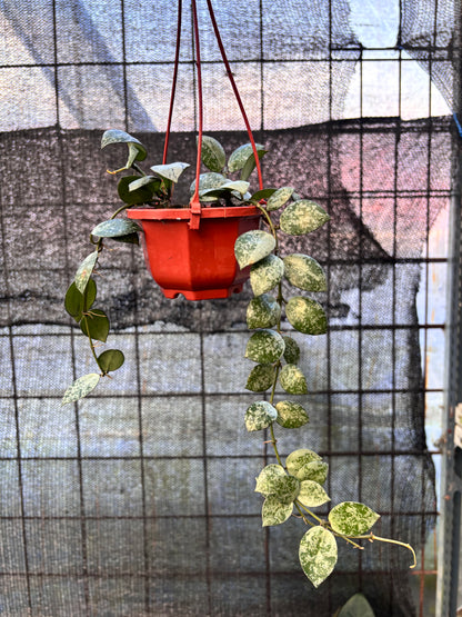 RP30-6 Hoya Lacunosa Silver Lime