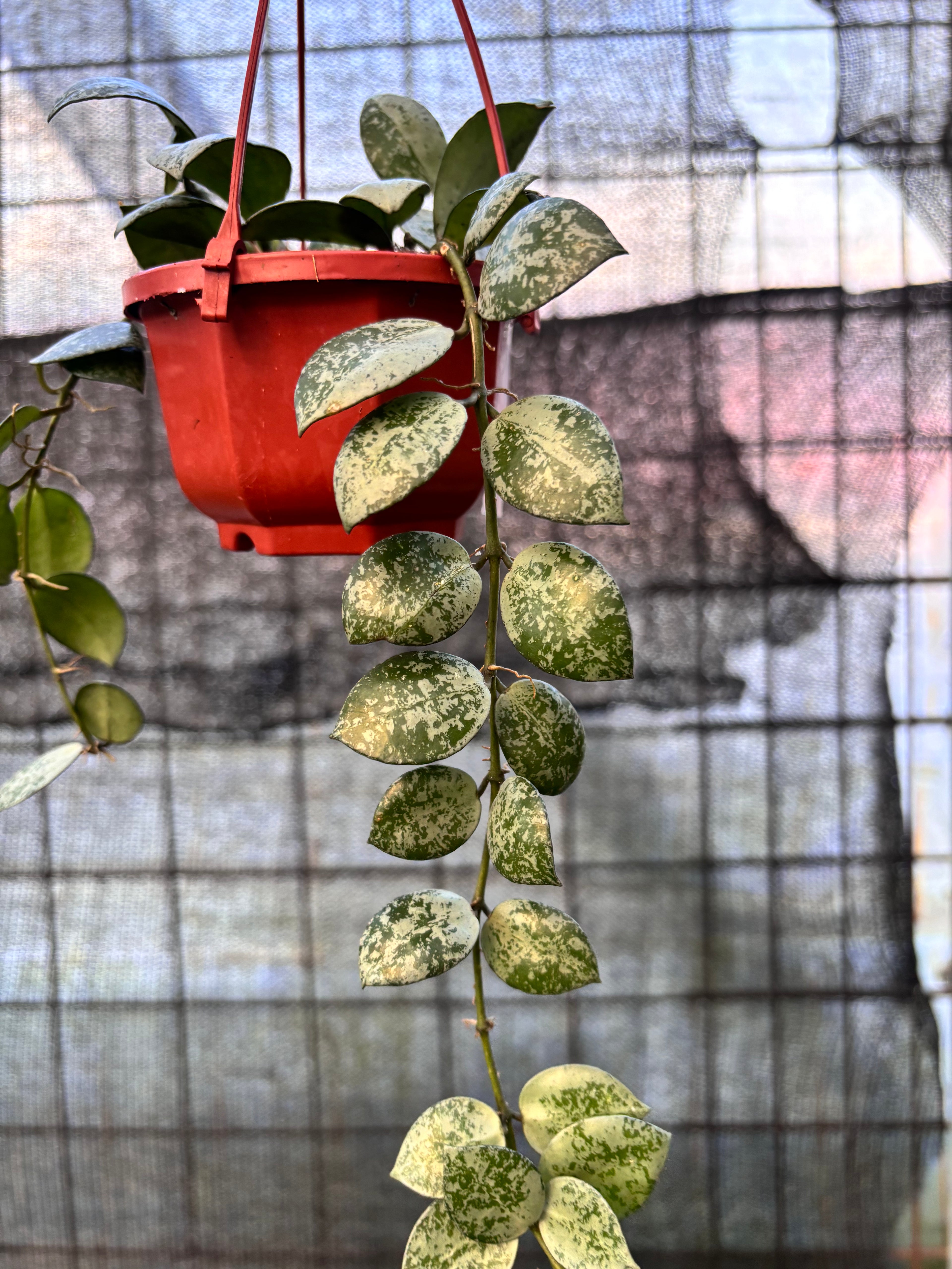 RP30-6 Hoya Lacunosa Silver Lime