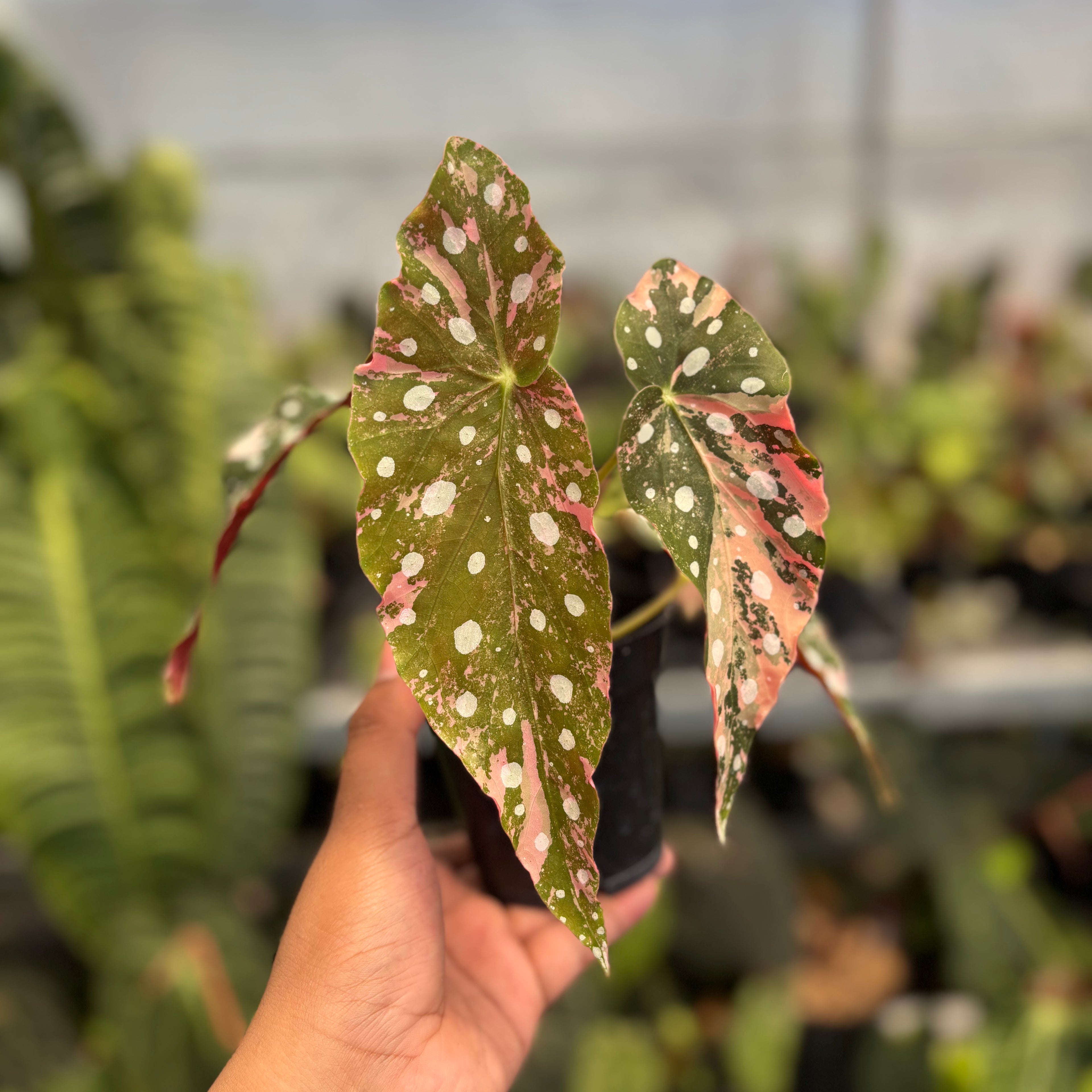 Begonia Maculata Variegated