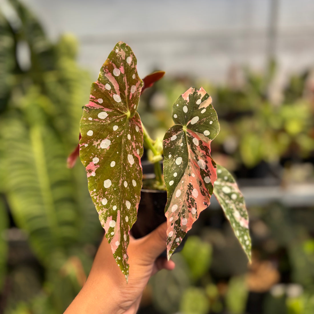 RP37-1 Begonia Maculata Variegated