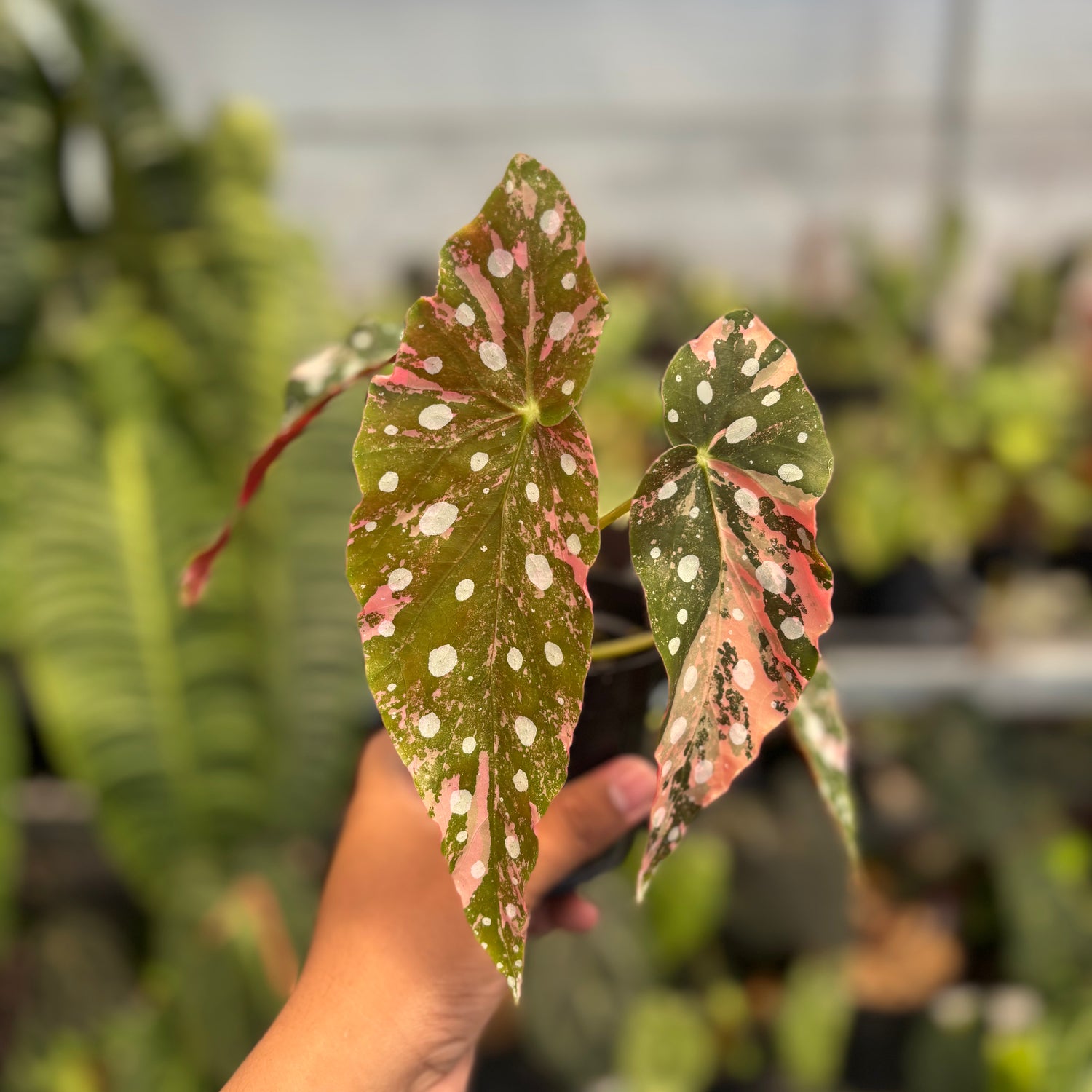 Begonia Maculata Variegated