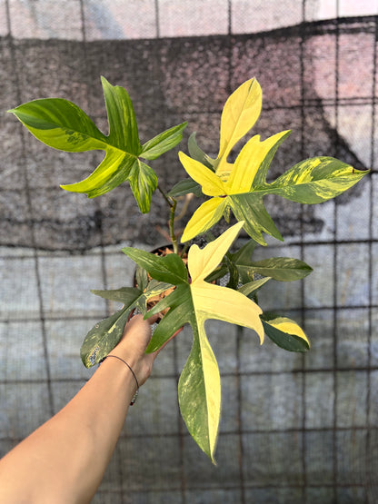 RP31-6 Philodendron Florida Beauty Mature Size