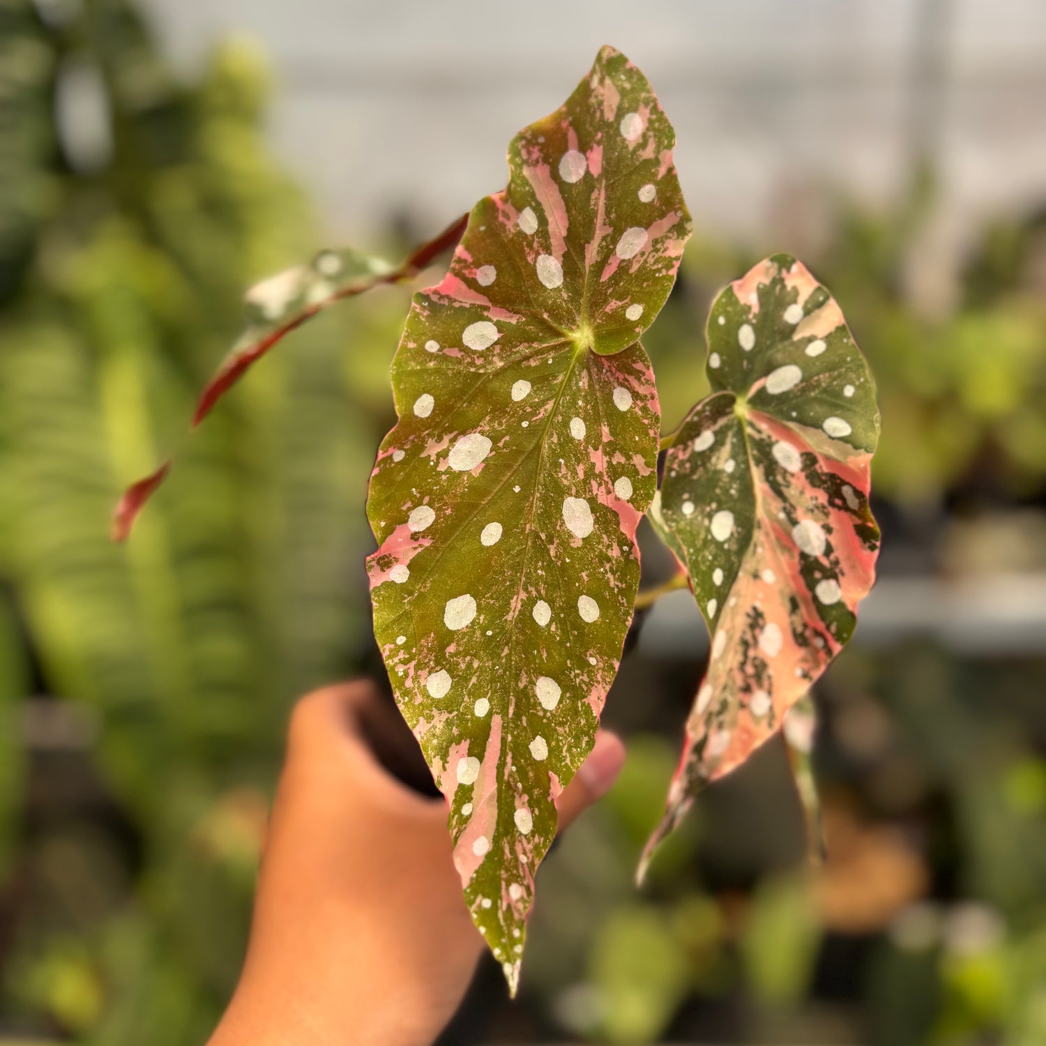 Begonia Maculata Variegated