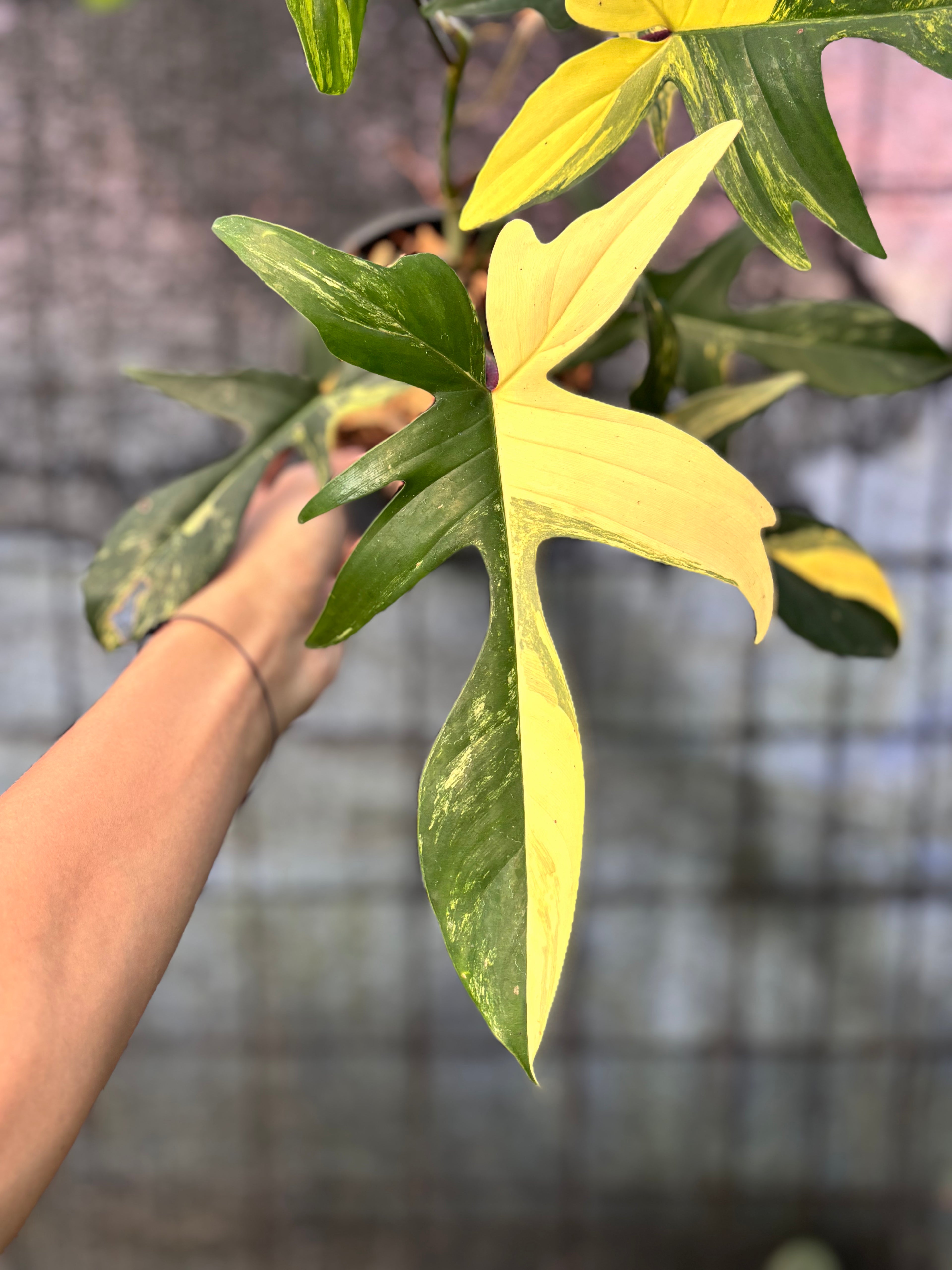RP31-6 Philodendron Florida Beauty Mature Size