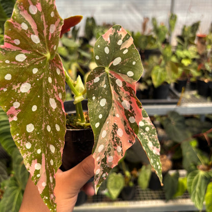 Begonia Maculata Variegated