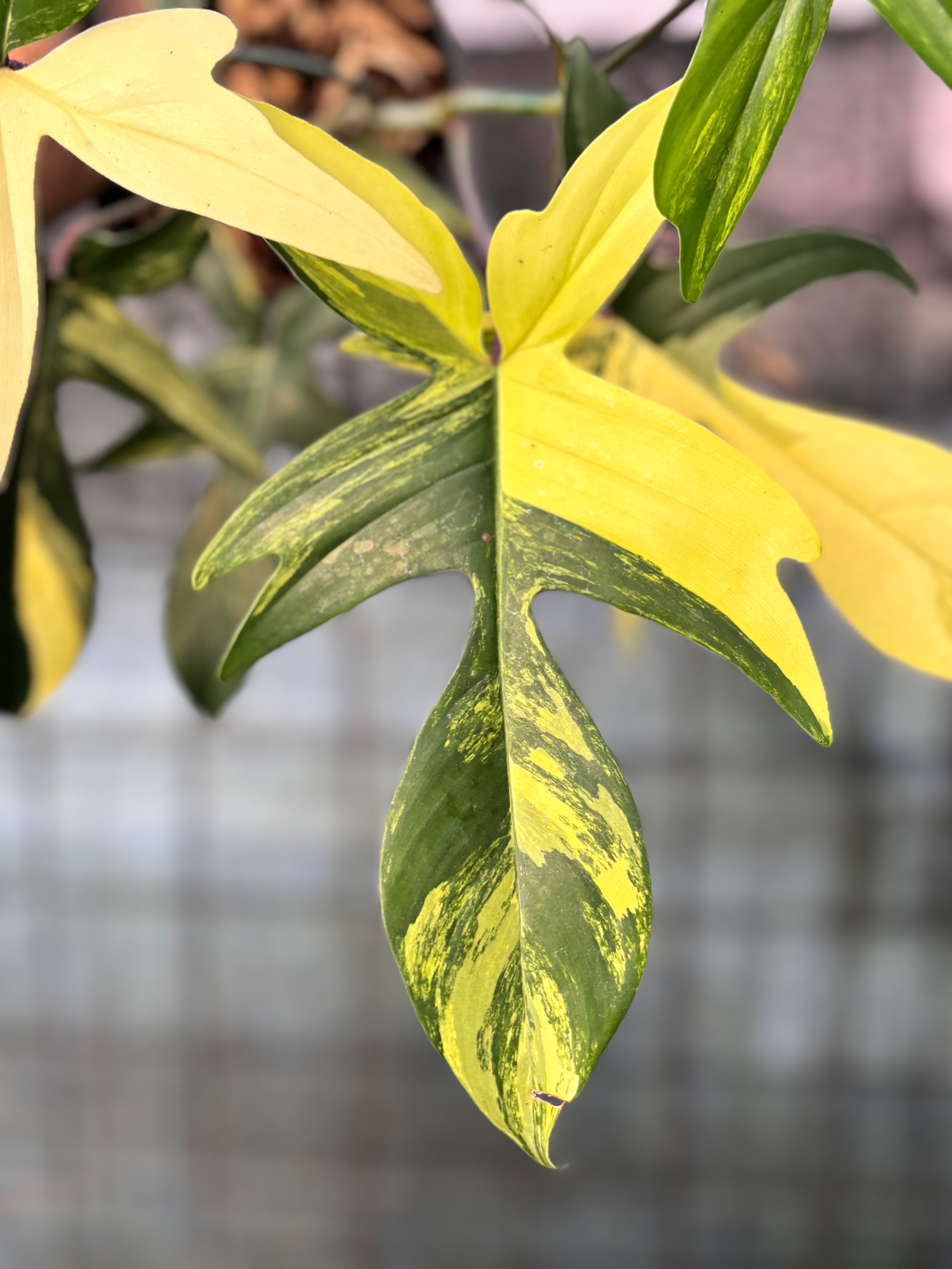 RP31-6 Philodendron Florida Beauty Mature Size