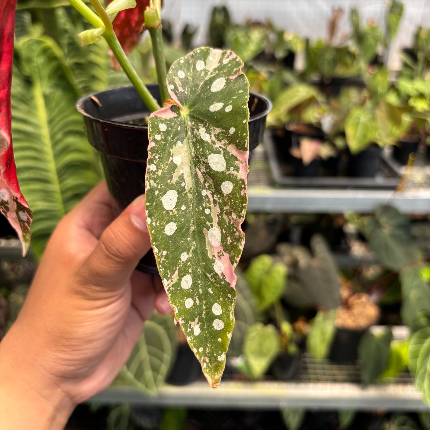 Begonia Maculata Variegated