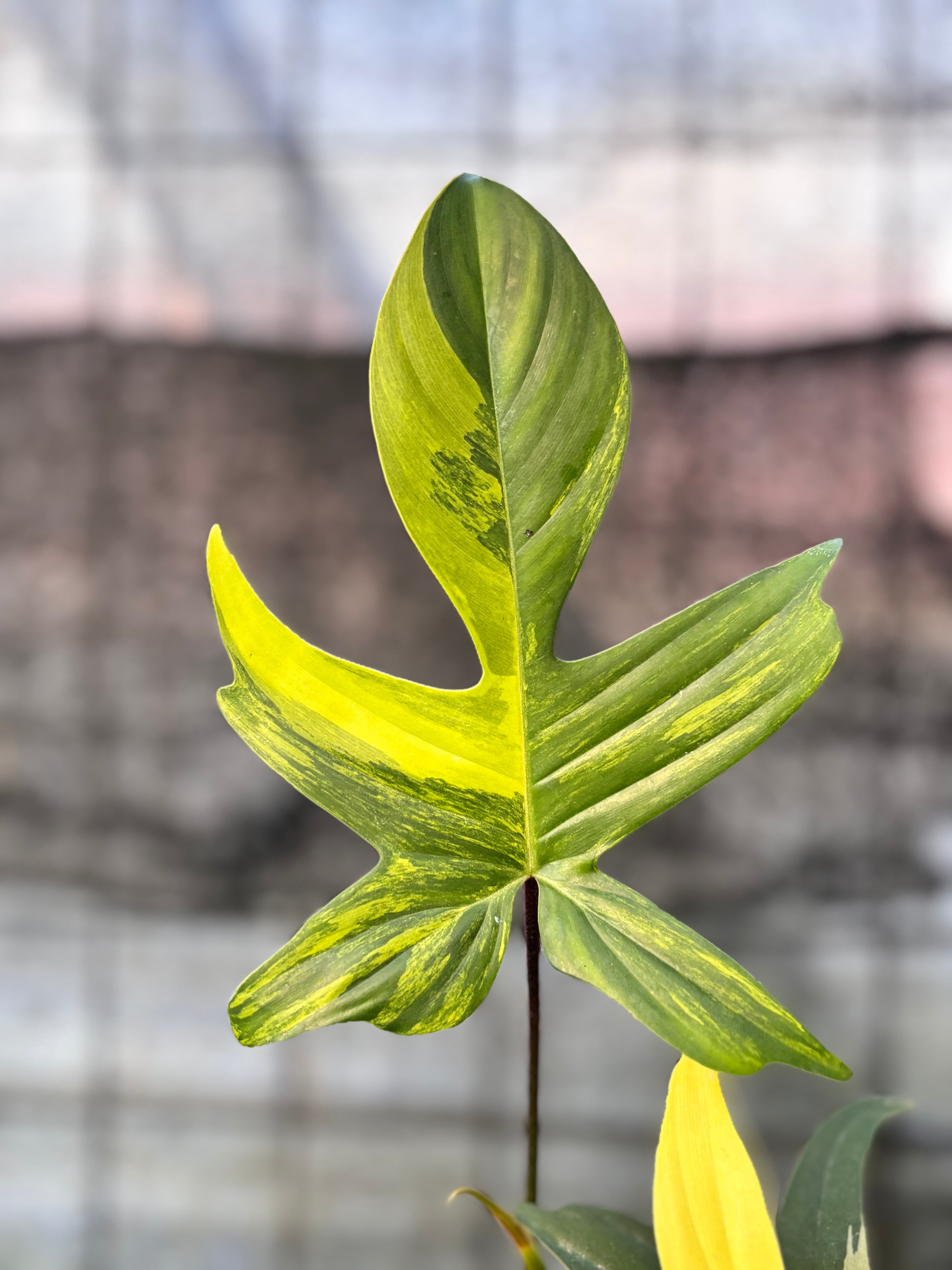 RP31-6 Philodendron Florida Beauty Mature Size