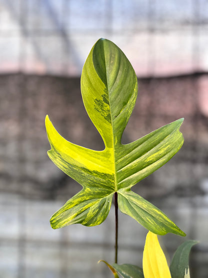 RP31-6 Philodendron Florida Beauty Mature Size