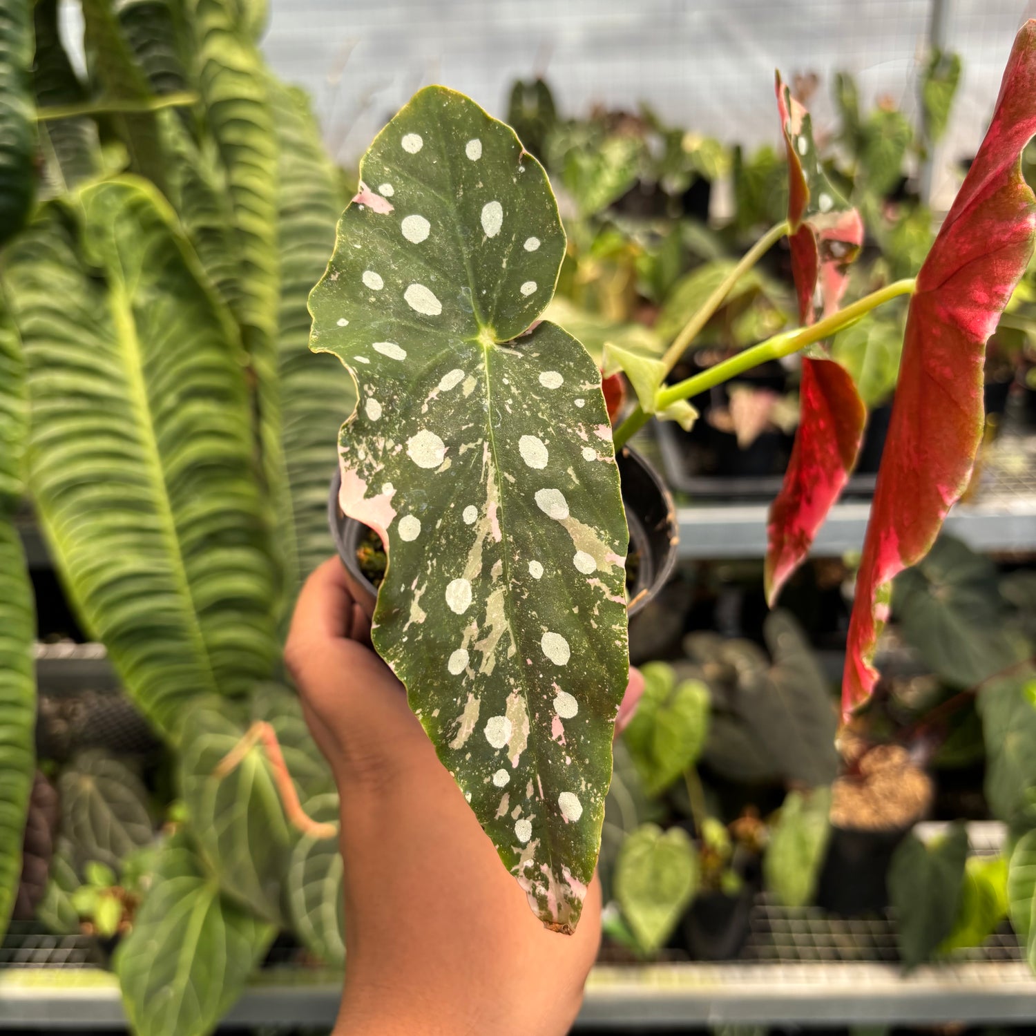Begonia Maculata Variegated