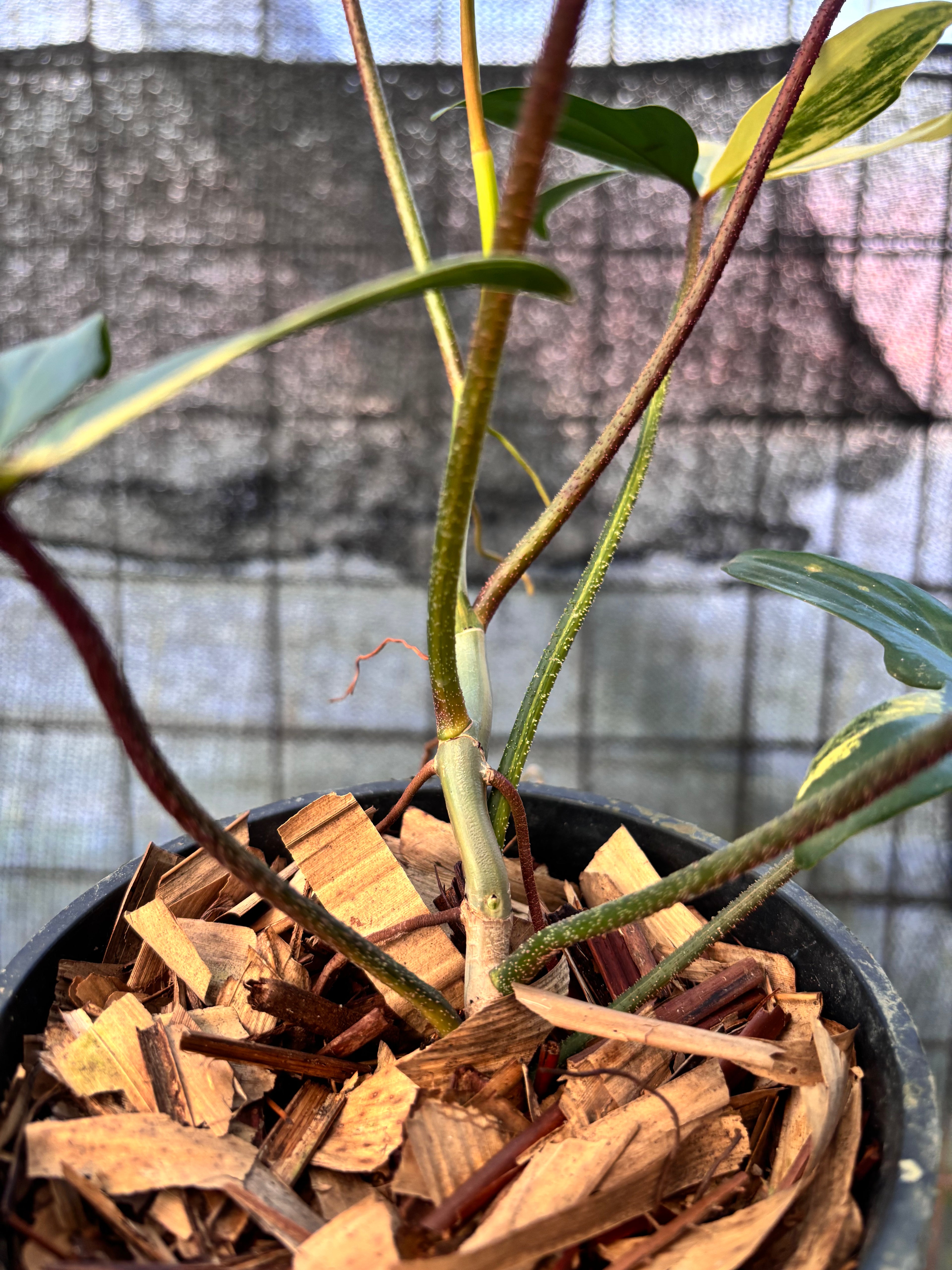 RP31-6 Philodendron Florida Beauty Mature Size
