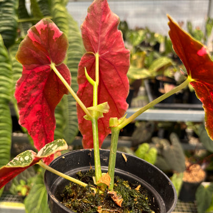 Begonia Maculata Variegated