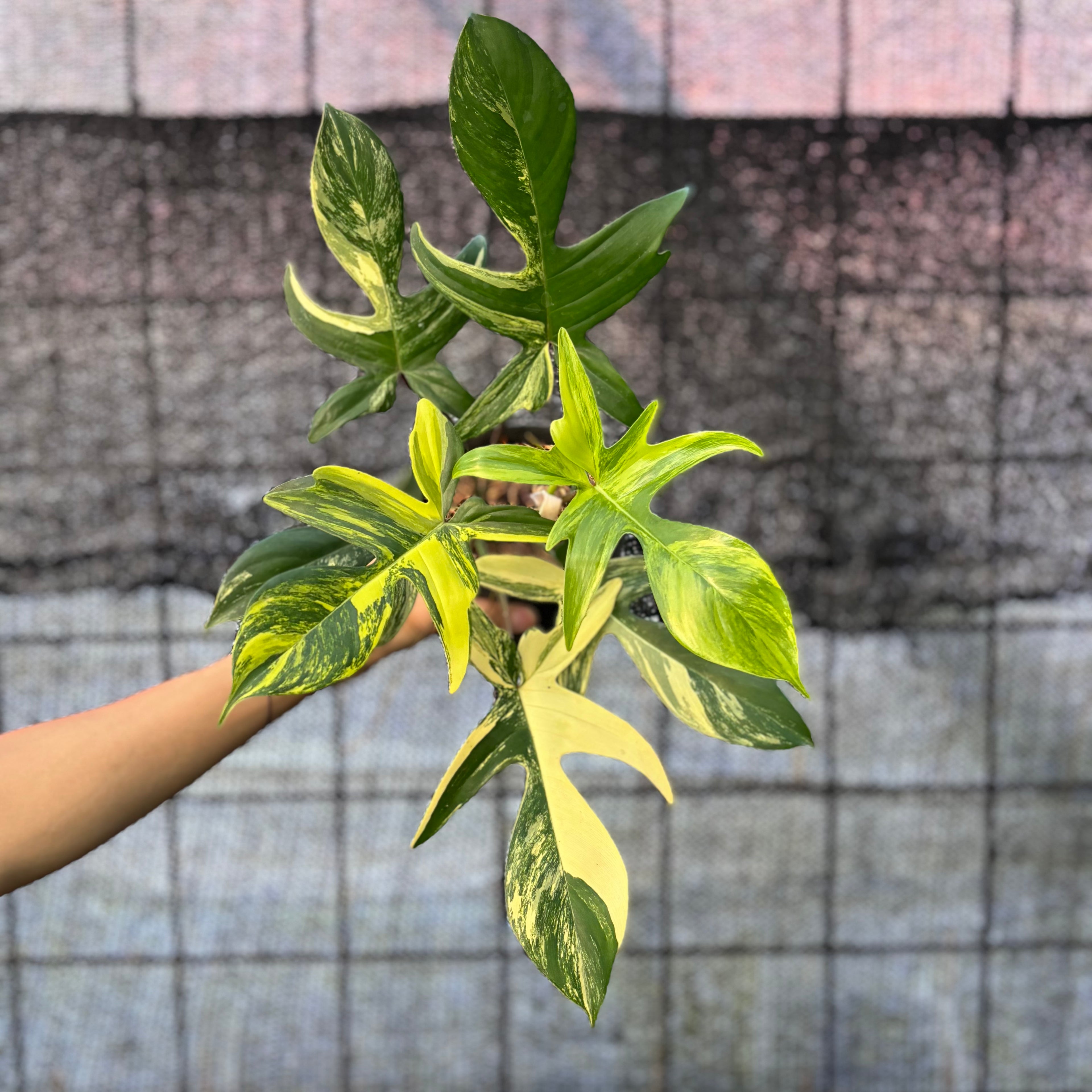 RP32-6 Philodendron Florida Beauty Mature Size