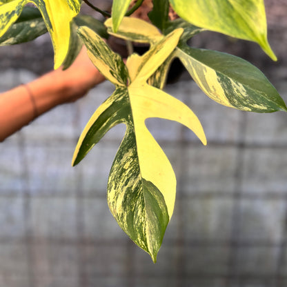 RP32-6 Philodendron Florida Beauty Mature Size