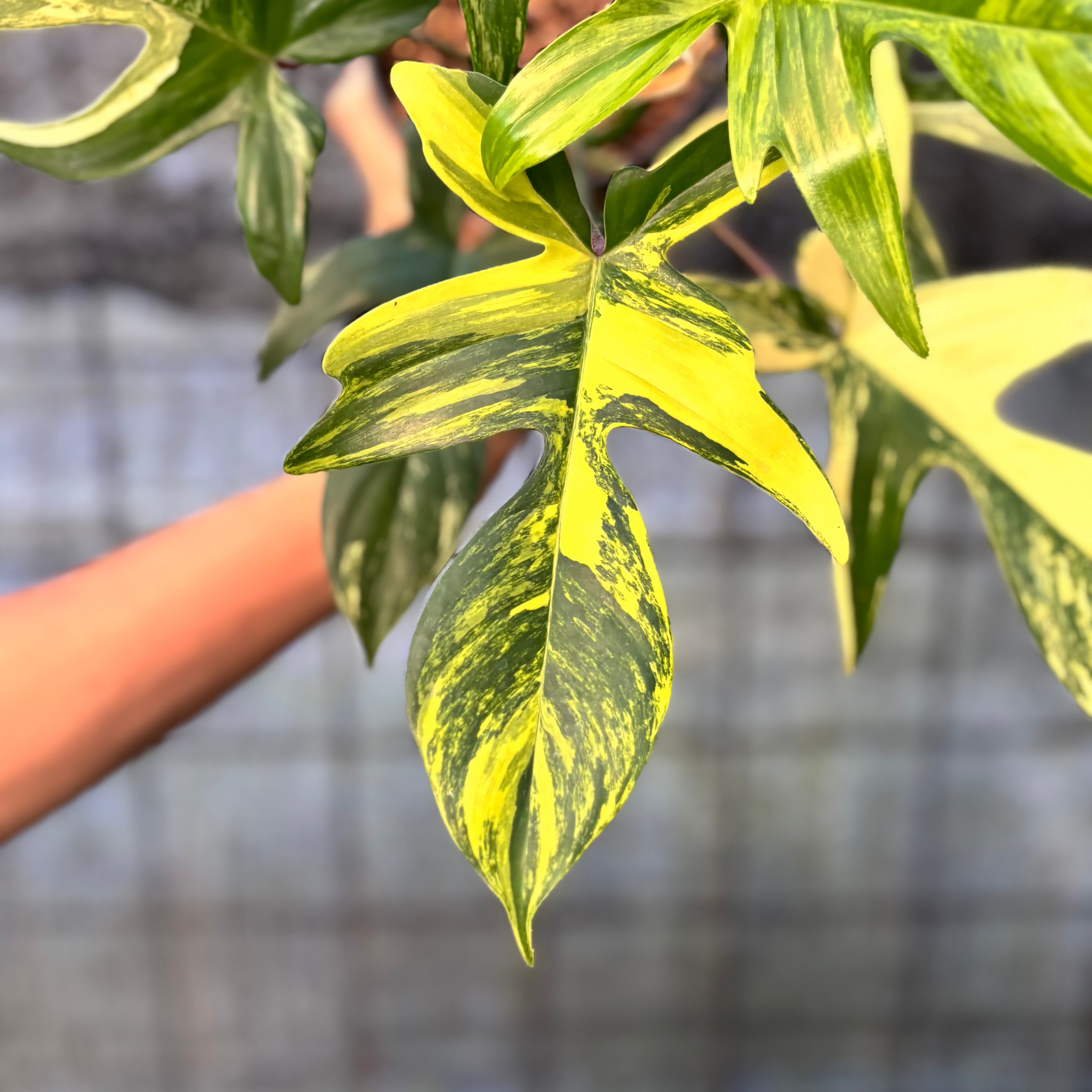 RP32-6 Philodendron Florida Beauty Mature Size
