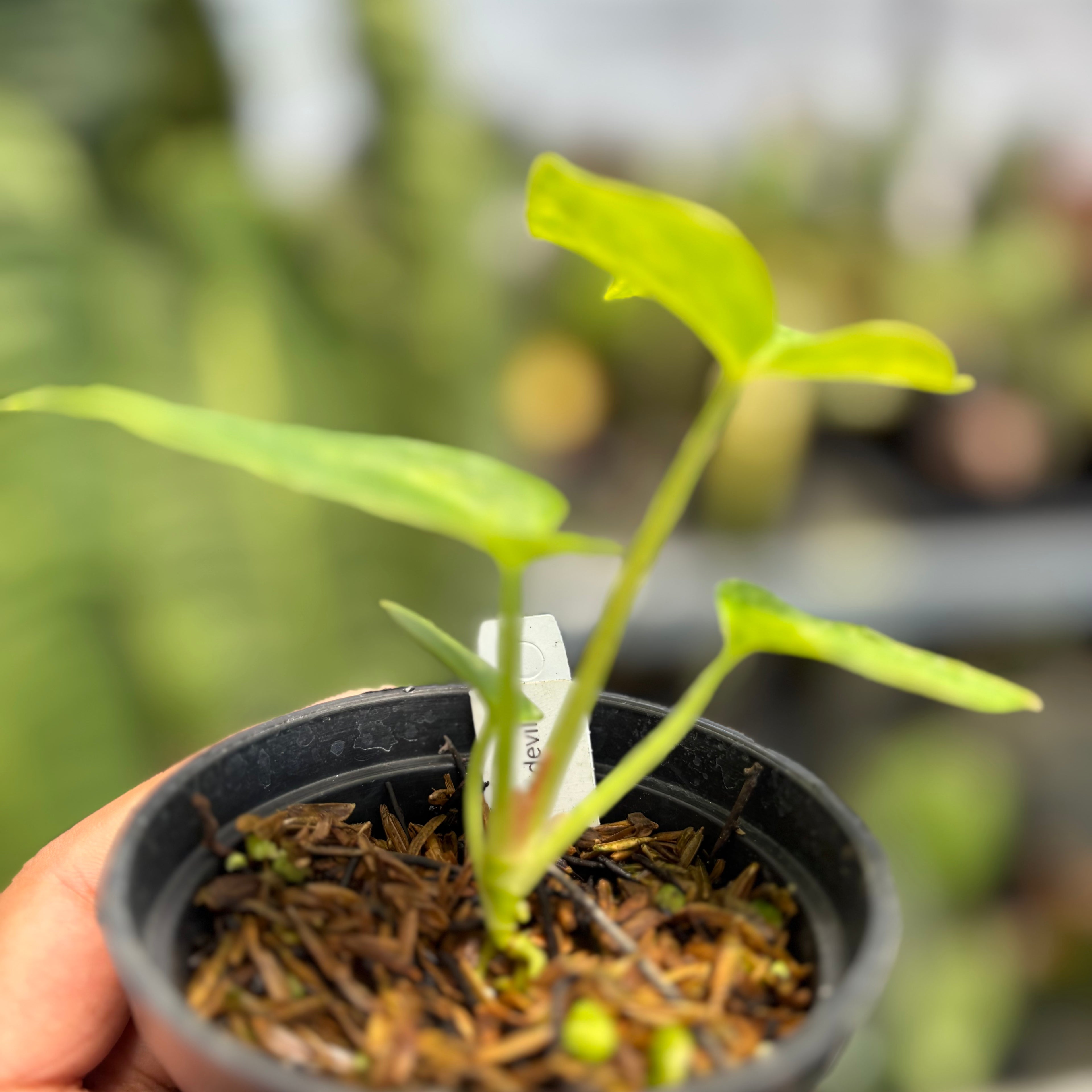 Anthurium Papi Pink x Crystal Dark Form