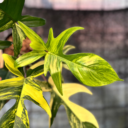 RP32-6 Philodendron Florida Beauty Mature Size