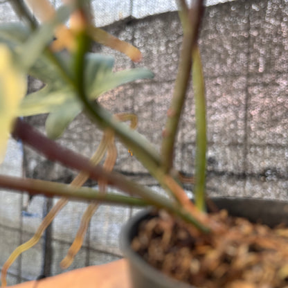 RP32-6 Philodendron Florida Beauty Mature Size