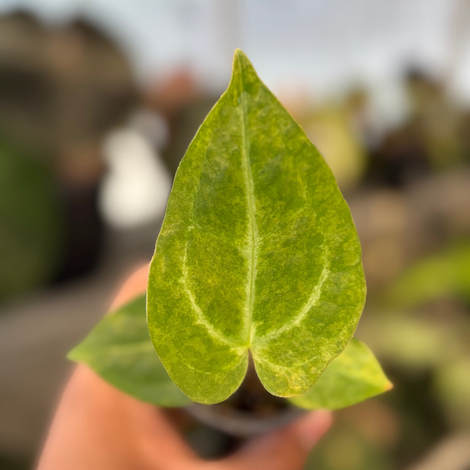 Anthurium Papi Pink x Crystal Dark Form