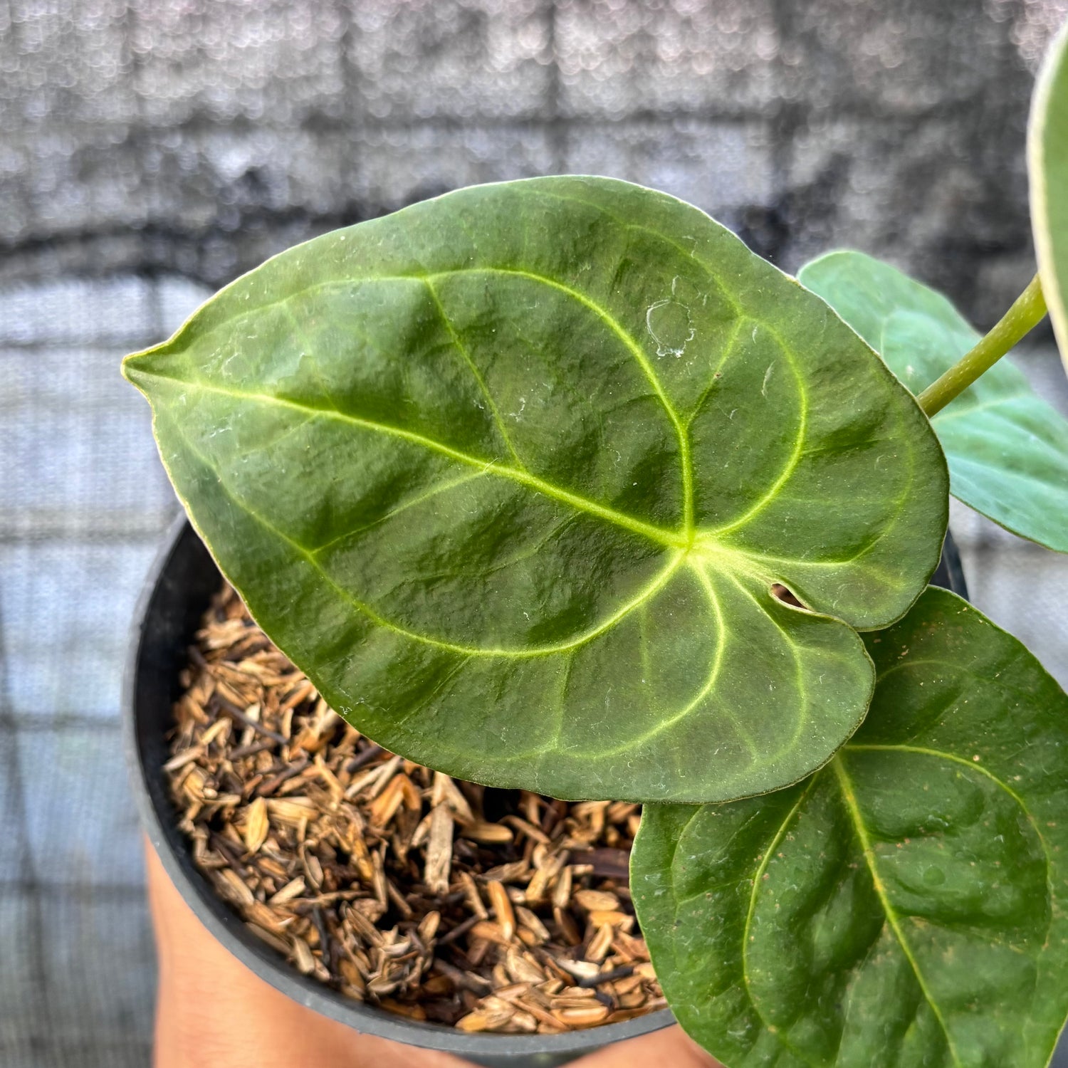 RP33-6 Anthurium Luxurian Indo Type